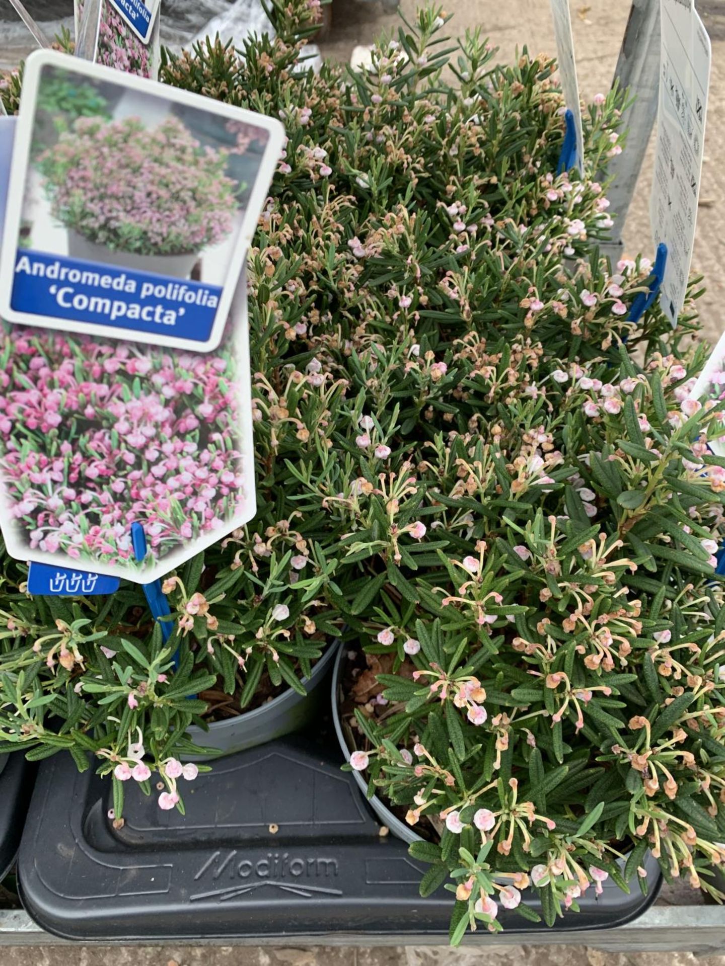 SIX POTS OF ANDROMEDA POLIFOLIA COMPACTA TO BE SOLD FOR THE SIX PLUS VAT - Image 2 of 5