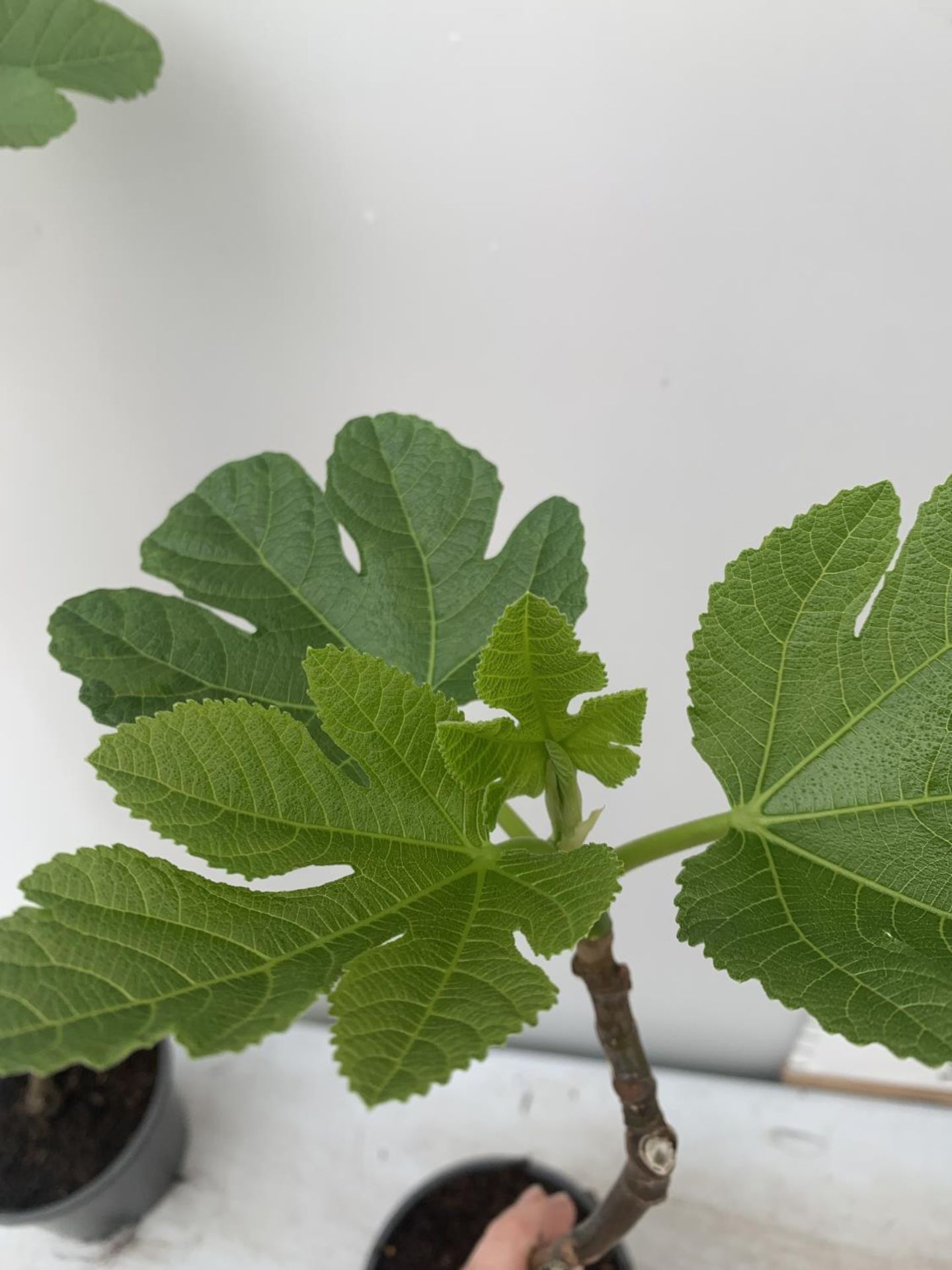 TWO FIG FICUS CARICA IN 2 LTR POTS APPROX 90CM IN HEIGHT NO VAT TO BE SOLD FOR THE TWO - Image 3 of 4