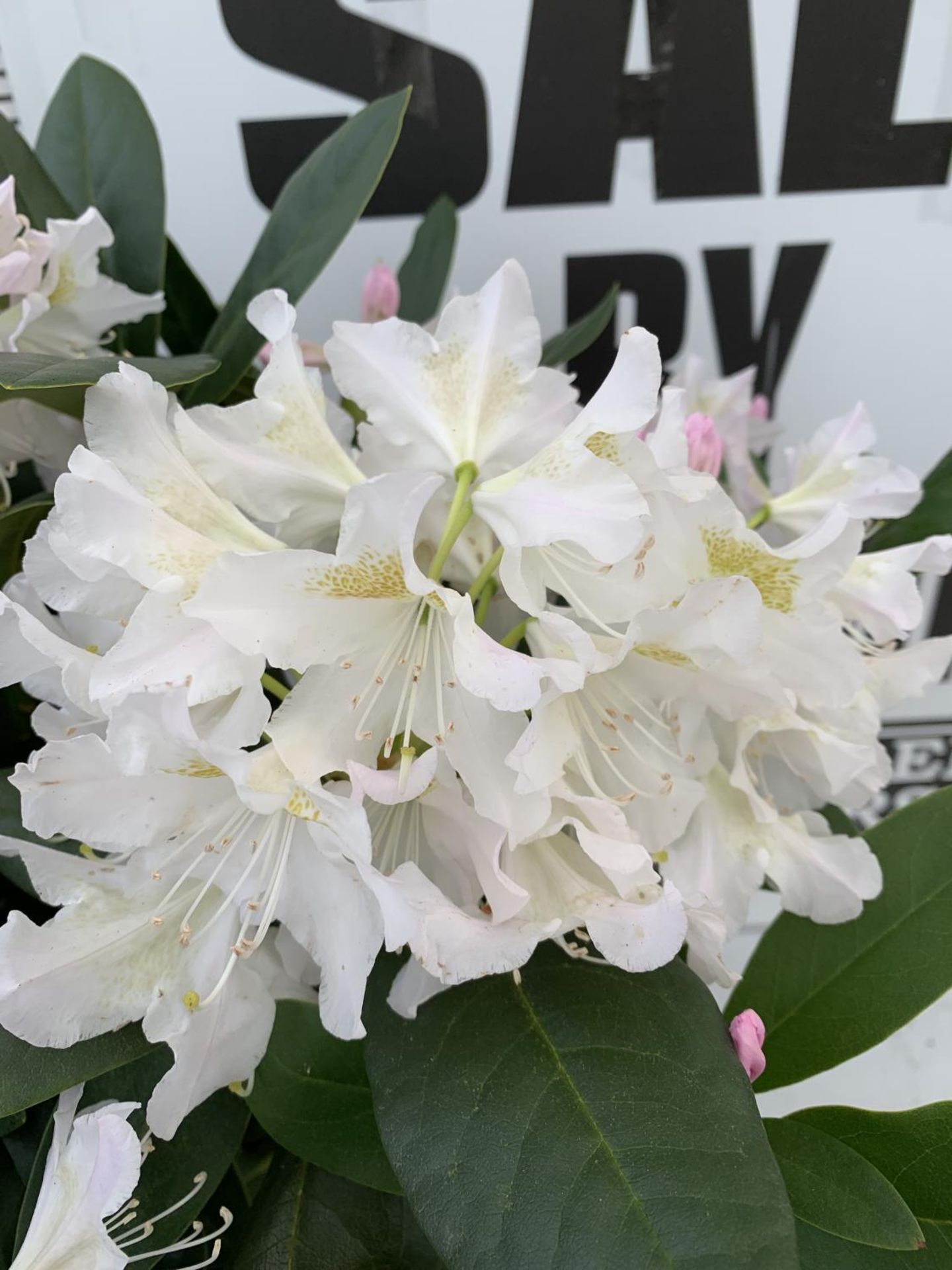 TWO LARGE RHODODENDRONS CUNNINGHAM'S WHITE IN 7.5 LTR POTS APPROX 70CM IN HEIGHT PLUS VAT TO BE SOLD - Image 5 of 6