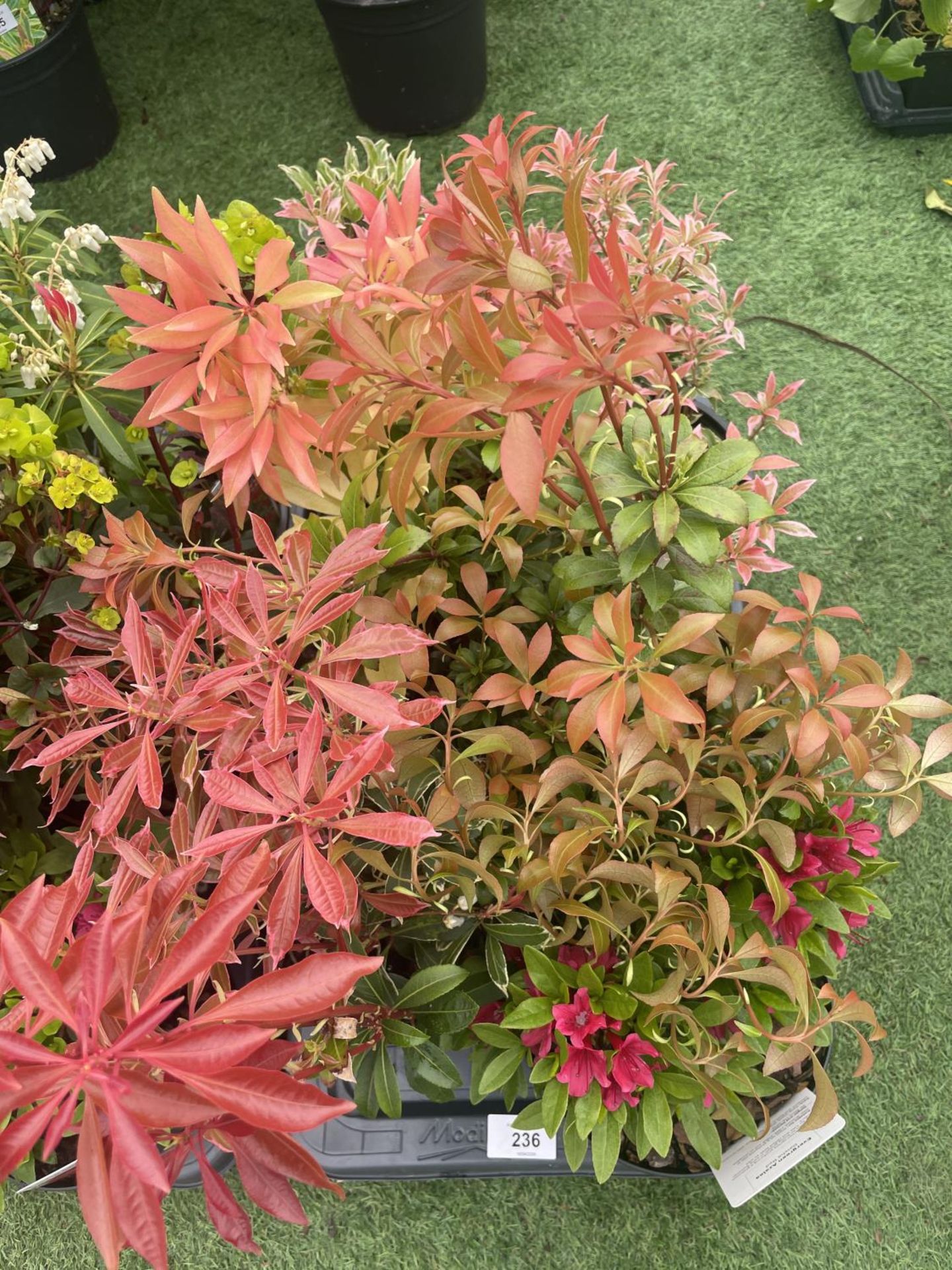 TWELVE MIXED SHRUBS TO INCLUDE AZALEA, DICENTRA, PIERIS ETC TO BE SOLD FOR THE TWELVE PLUS VAT - Image 4 of 5