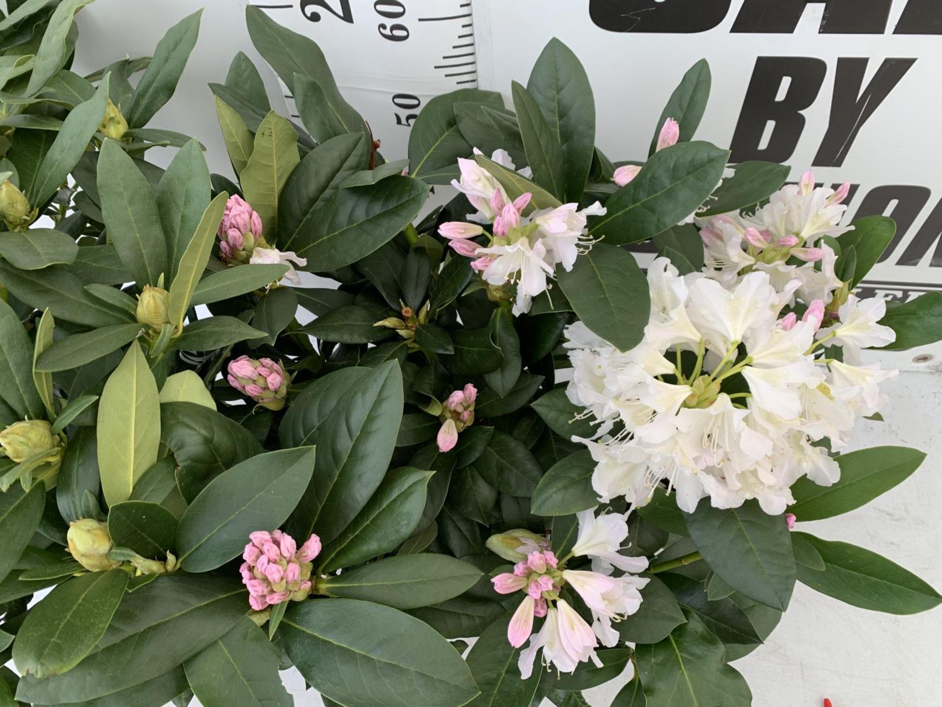 TWO LARGE RHODODENDRONS CUNNINGHAM'S WHITE IN 7.5 LTR POTS APPROX 70CM IN HEIGHT PLUS VAT TO BE SOLD - Image 6 of 6