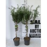 TWO ROSEMARY OFFICINALIS STANDARD TREES APPROX 120CM IN HEIGHT IN 3LTR POTS NO VAT TO BE SOLD FOR