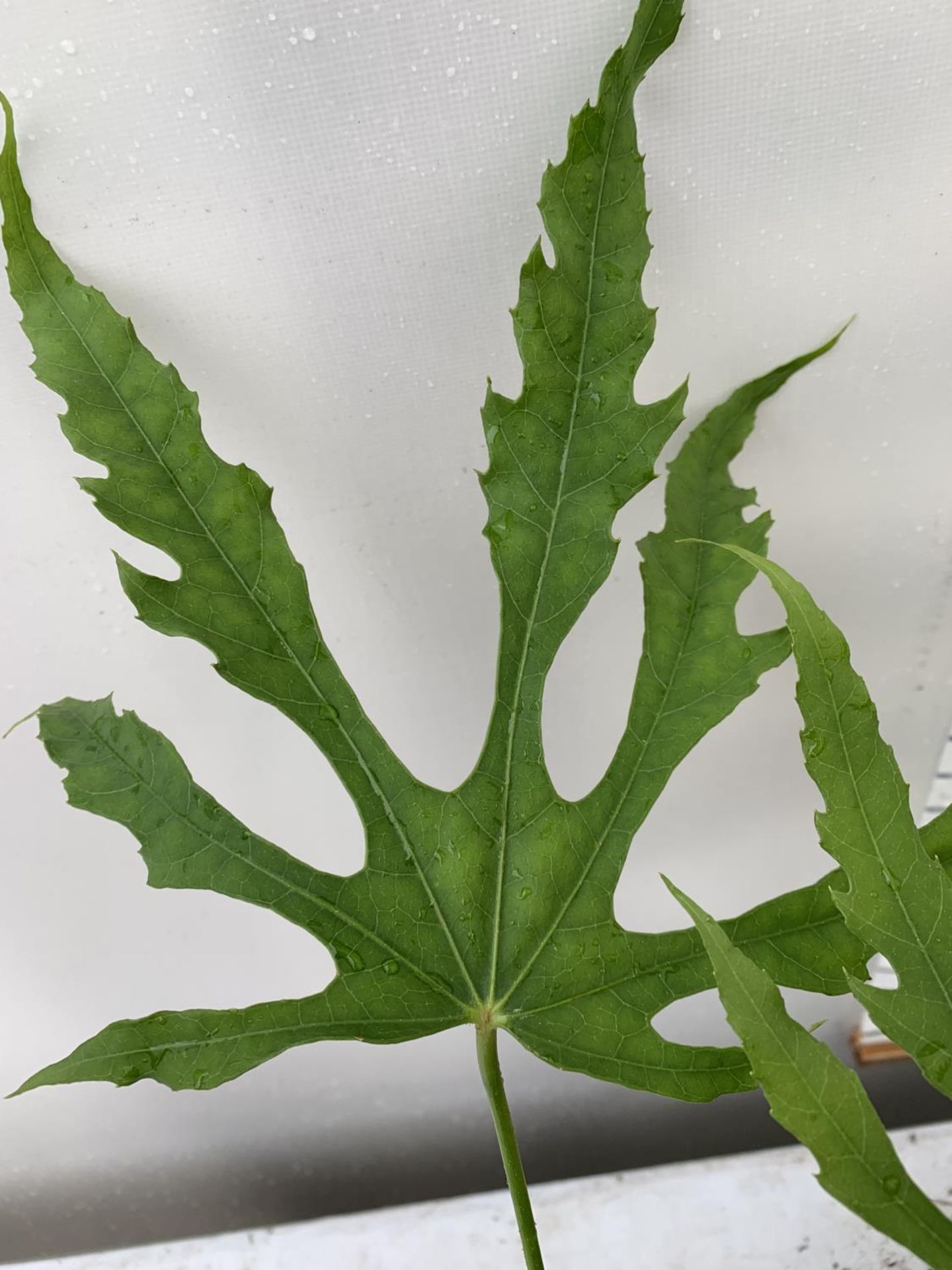 TWO FATSIA JAPONICA 'SPIDERS WEB' AND FATSIA POLYCARPA 'GREEN FINGERS' IN 2 LTR POTS 60CM TALL - Image 7 of 7