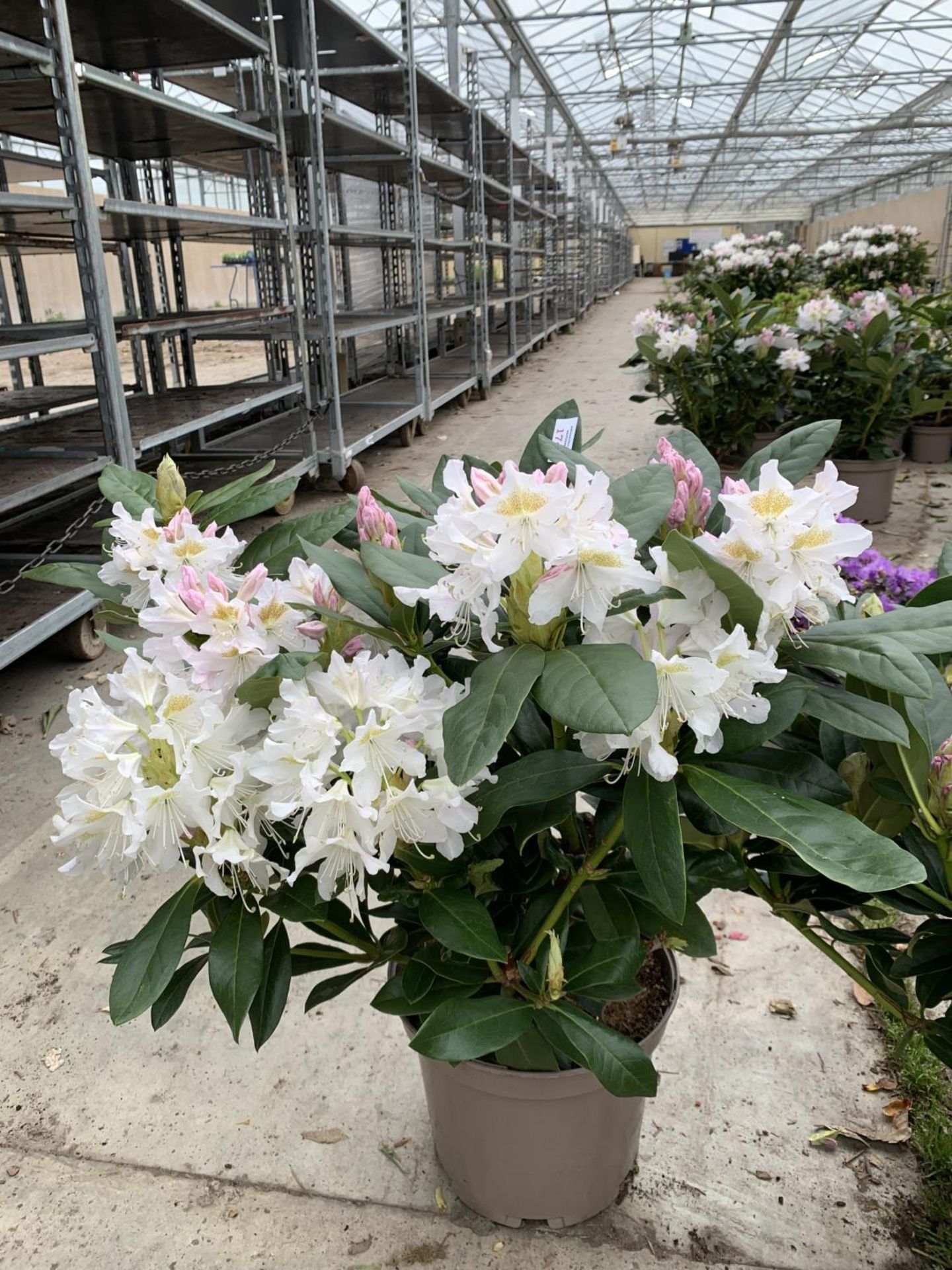 THREE RHODODENDRON CUNNINGHAMS WHITE 7.5 LTR POTS HEIGHT 70-80 CM TO BE SOLD FOR THE THREE PLUS VAT - Image 2 of 5