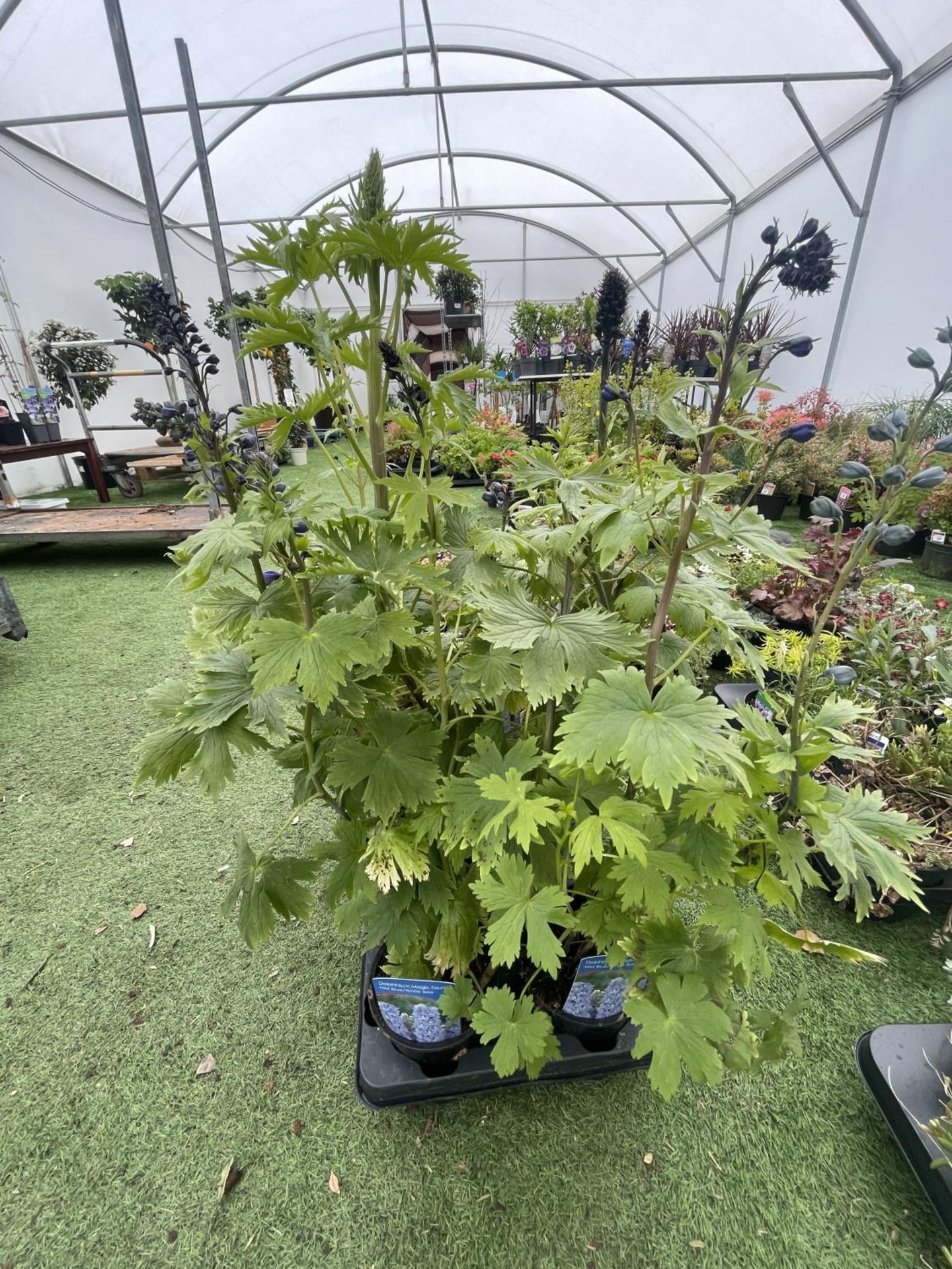 EIGHT DELPHINIUM MAGIC FOUNTAIN MID BLUE/WHITE BEE TO BE SOLD FOR THE EIGHT PLUS VAT - Image 4 of 5