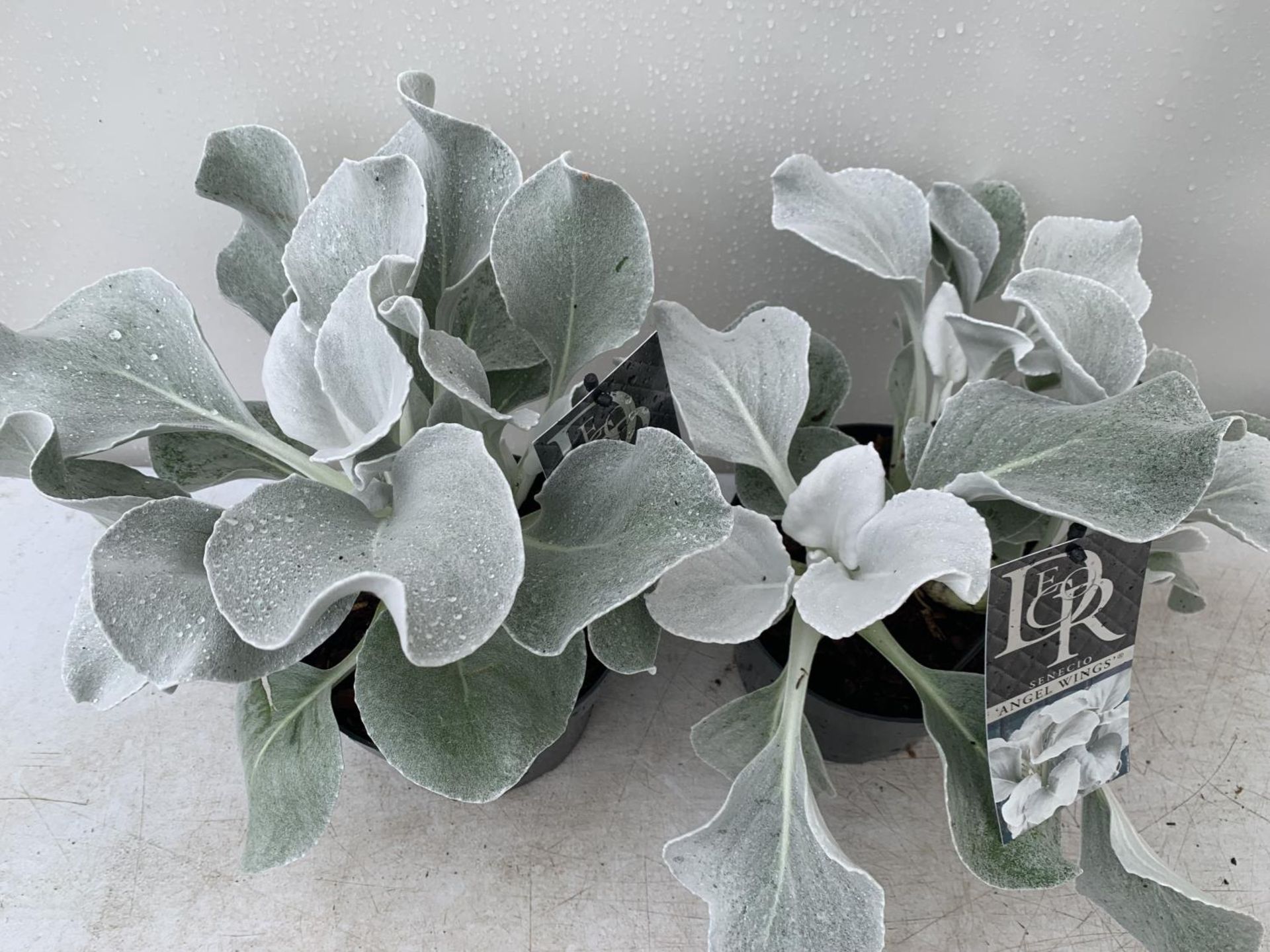 TWO SENECIO ANGEL WINGS APPROX 30CM IN HEIGHT IN 2 LTR POTS PLUS VAT TO BE SOLD FOR THE TWO - Image 5 of 6