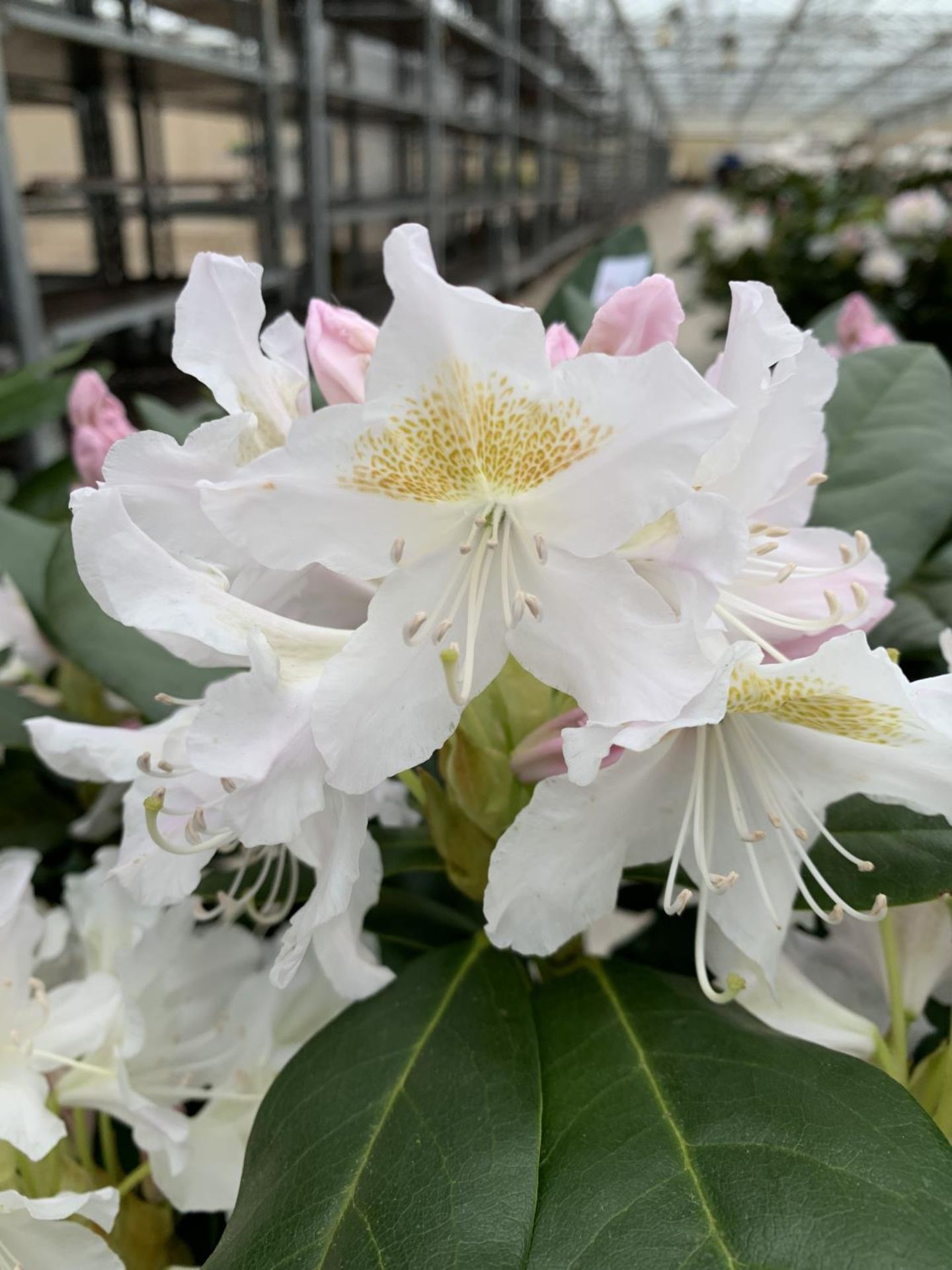 THREE RHODODENDRON CUNNINGHAMS WHITE 7.5 LTR POTS HEIGHT 70-80 CM TO BE SOLD FOR THE THREE PLUS VAT - Image 4 of 5