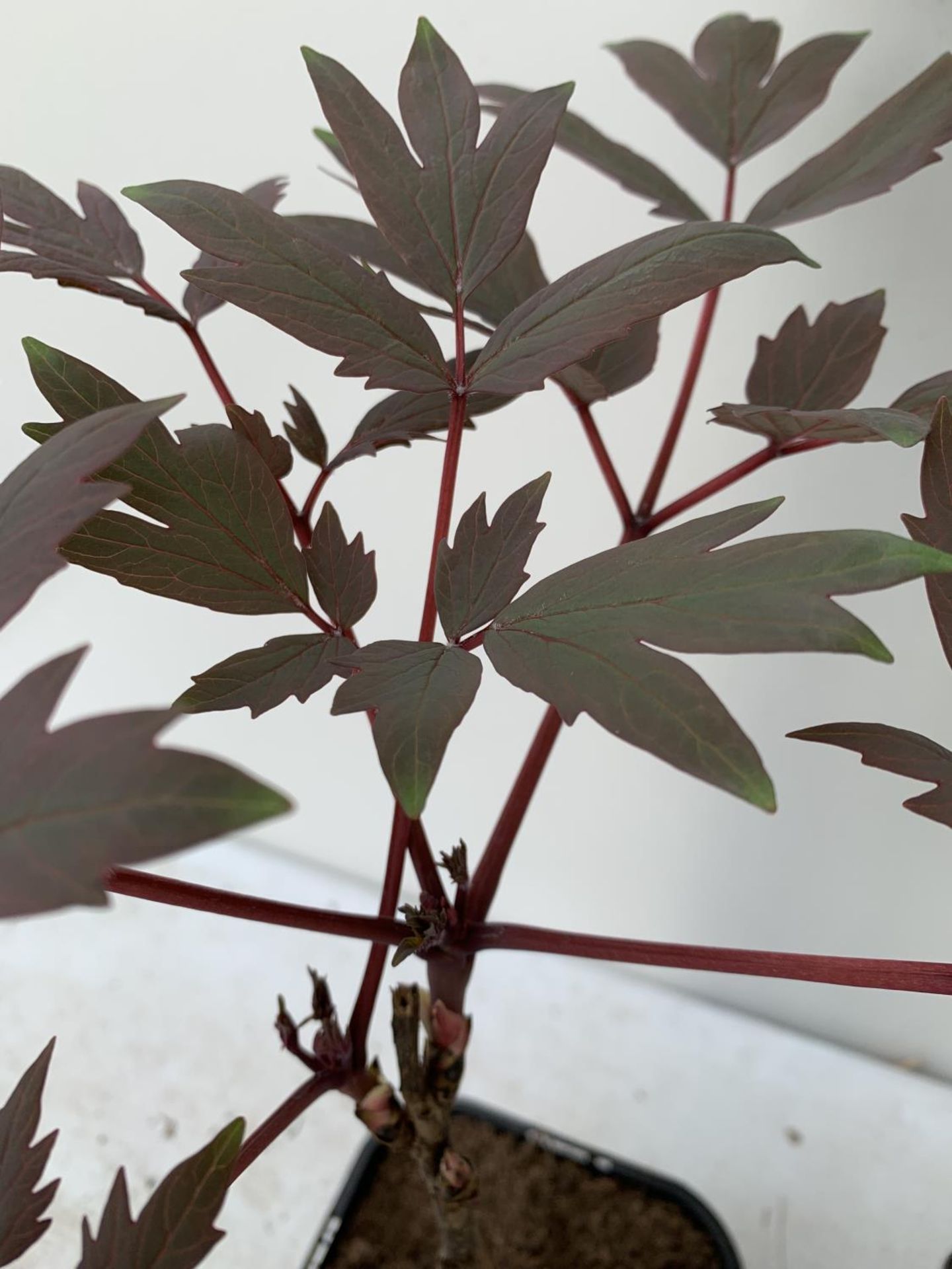 TWO PAEONIA SUFFRUCTICOSA JAPANESE TREE PAEONIES IN PINK AND RED AND WHITE IN 1 LTR POTS HEIGHT 55CM - Image 3 of 5