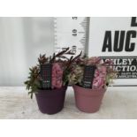 TWO HEBES WILD ROMANCE AND HEARTBREAKER IN 2 LTR POTS HEIGHT 30CM PLUS VAT TO BE SOLD FOR THE TWO