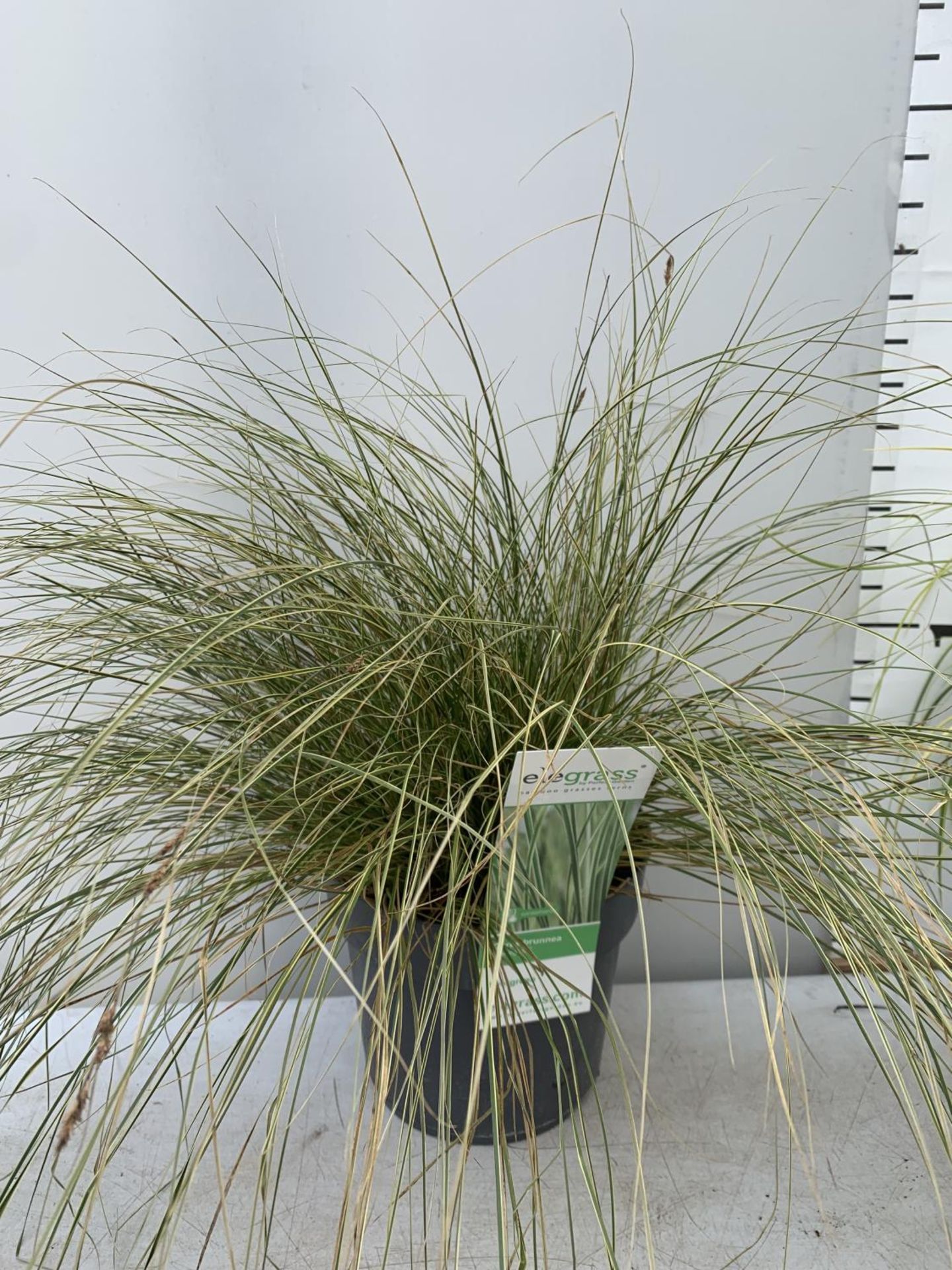 TWO HARDY ORNAMENTAL GRASSES CORUS GARAMINEUS 'OGON' AND CAREX BRUNNEA 'VARIEGATA' IN 3 LTR POTS - Image 3 of 8