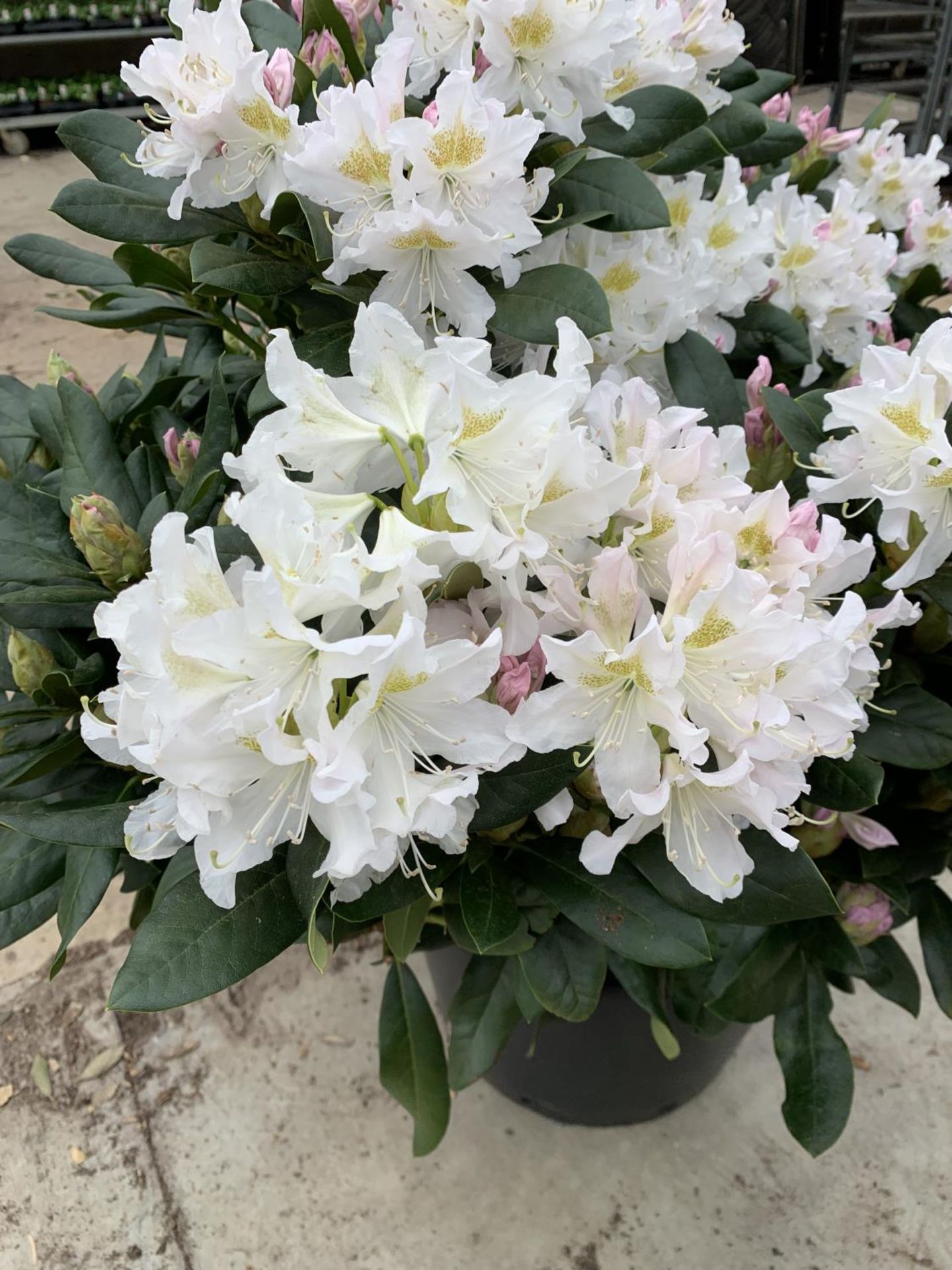 TWO LARGE RHODODENDRON CUNNINGHAMS WHITE HEIGHT 120CM WIDTH 100CM + TO BE SOLD FOR THE TWO PLUS VAT - Image 6 of 10