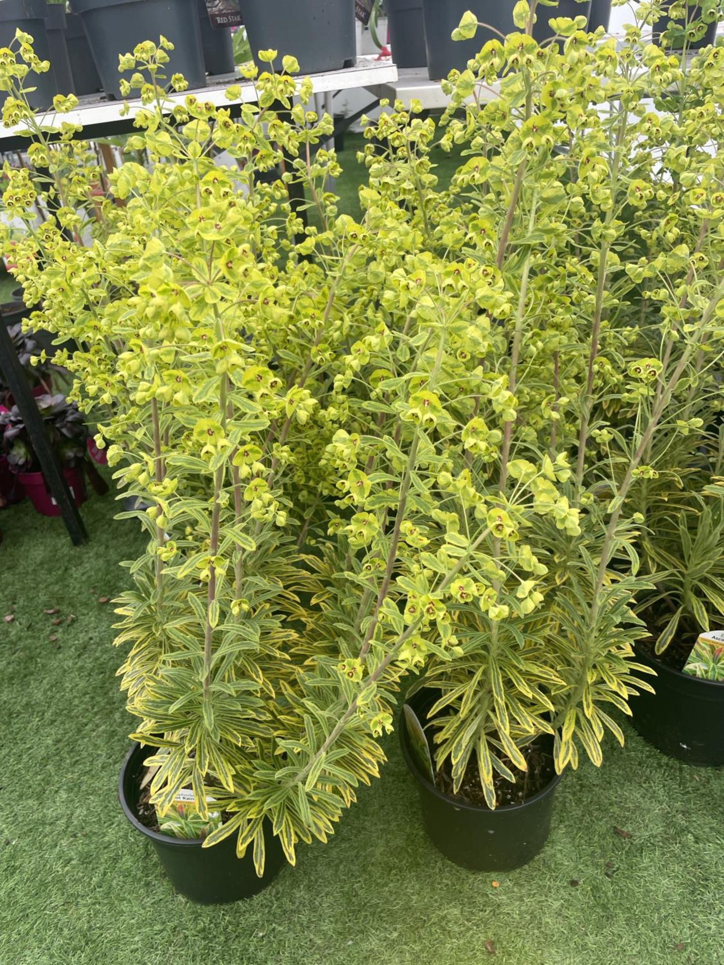 SIX EUPHORBIA ASCOT RAINBOW 80CM TALL TO BE SOLD FOR THE SIX PLUS VAT - Image 2 of 7