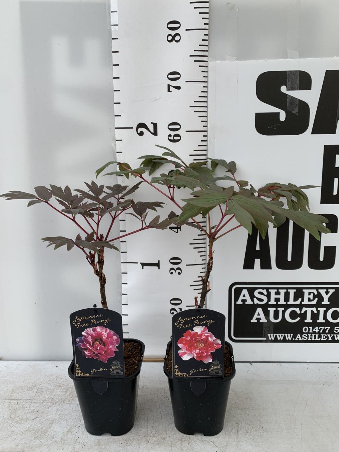 TWO PAEONIA SUFFRUCTICOSA JAPANESE TREE PAEONIES IN PINK AND RED AND WHITE IN 1 LTR POTS HEIGHT 55CM