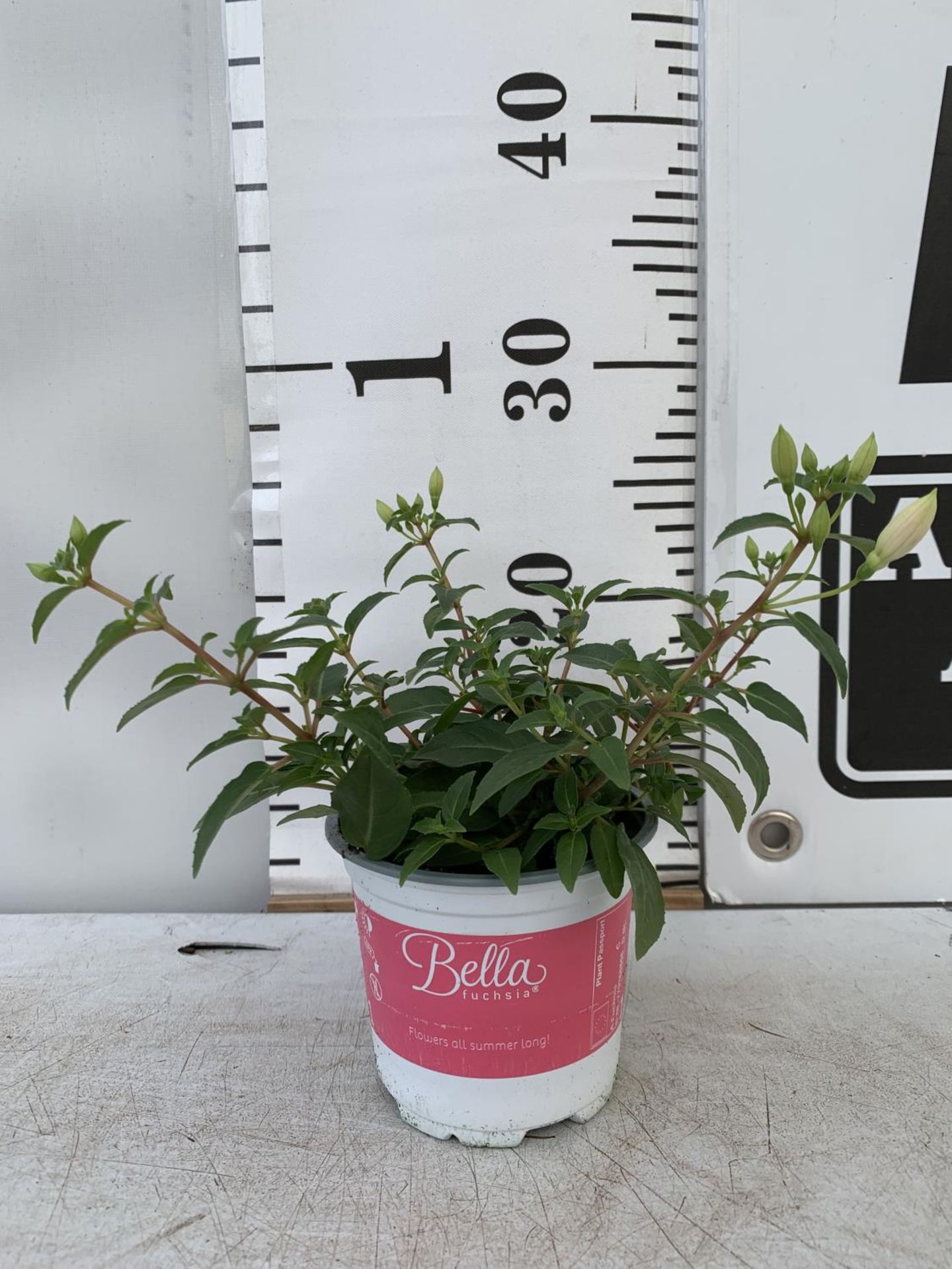 TWELVE FUCHSIA BELLA TRAILING PLANTS ON A TRAY IN P10 POTS PLUS VAT TO BE SOLD FOR THE TWELVE - Image 4 of 4