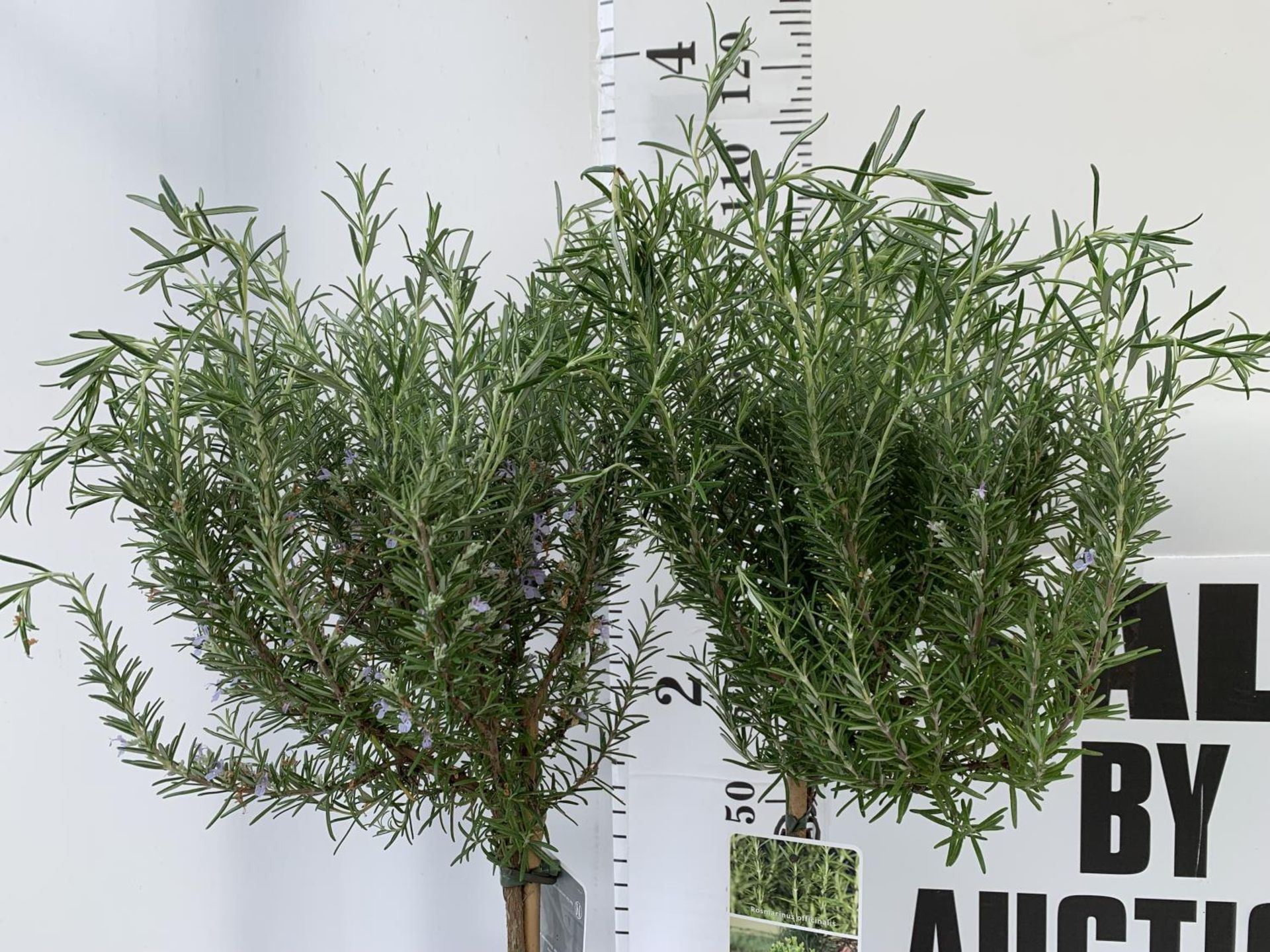 TWO ROSEMARY OFFICINALIS STANDARD TREES APPROX 110CM IN HEIGHT IN 3LTR POTS NO VAT TO BE SOLD FOR - Image 2 of 4