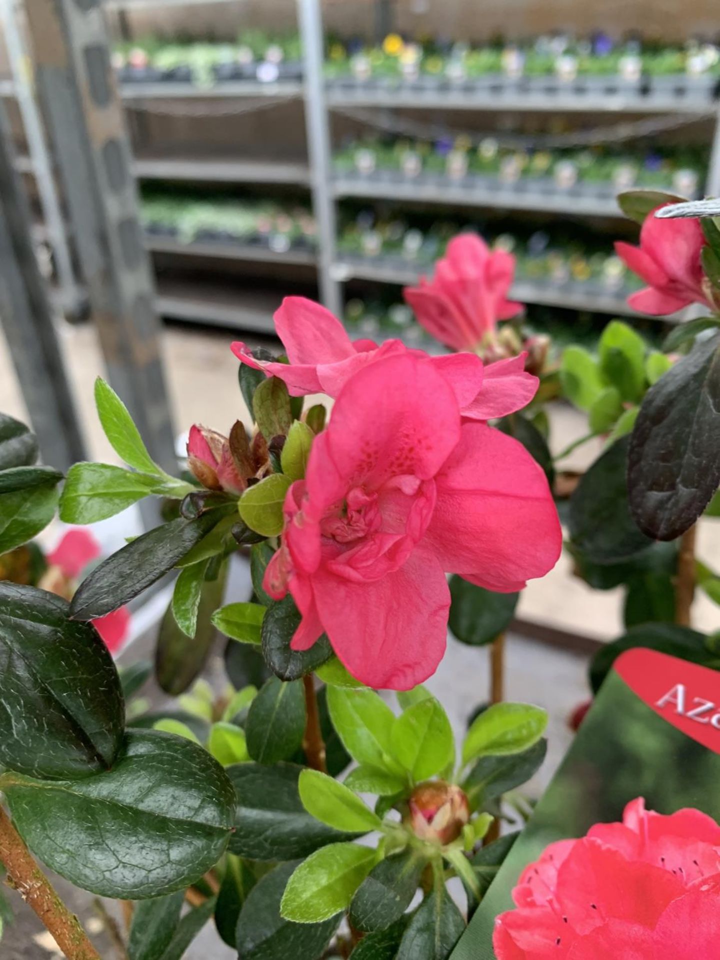 THREE AZALEA JAPONICA MOEDERKENSDAG IN 2 LTR POTS TO BE SOLD FOR THE THREE PLUS VAT - Image 6 of 6