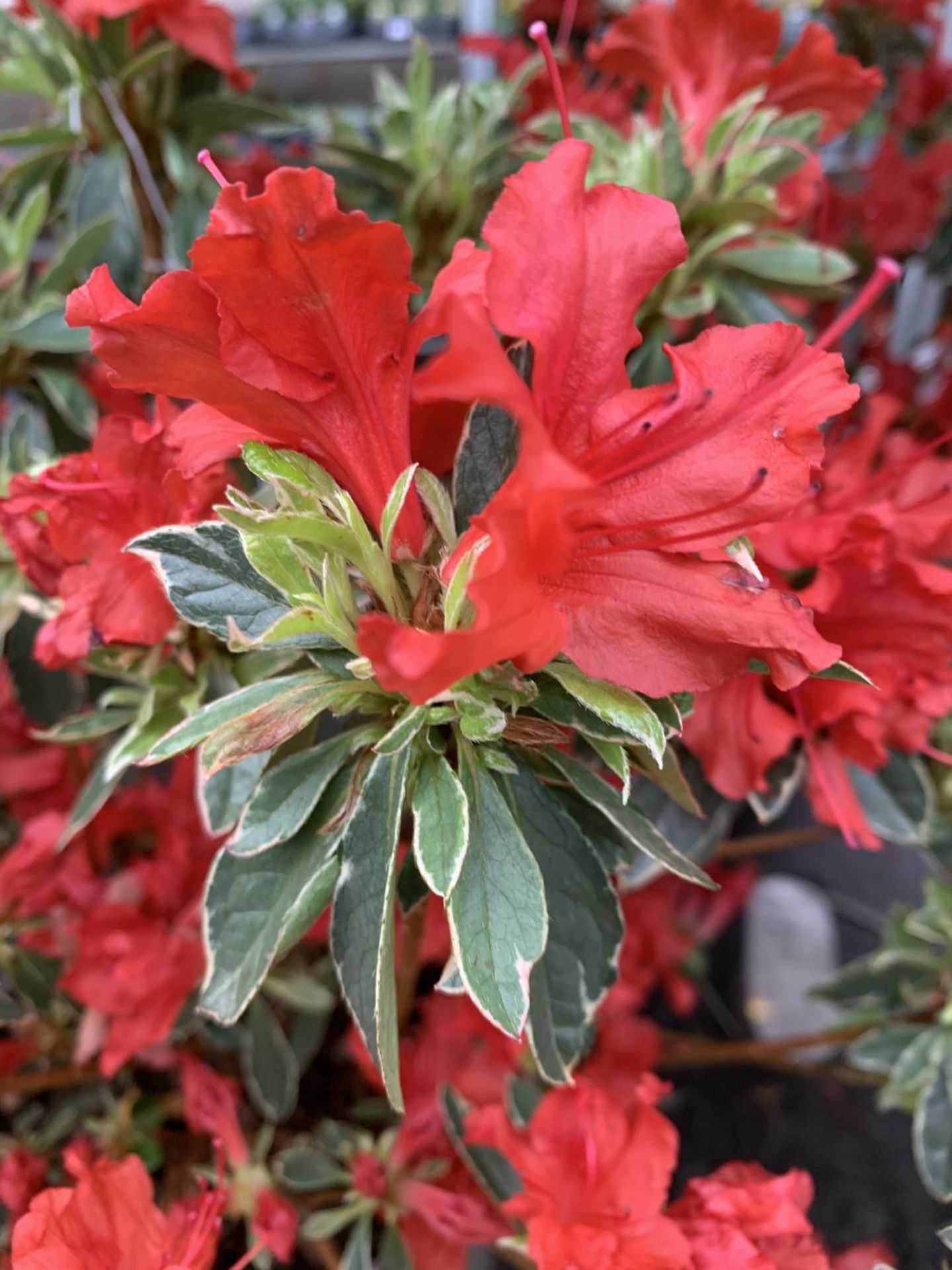 THREE AZALEA JAPONICA HOT SHOT VARIEGATA TO BE SOLD FOR THE THREE PLUS VAT - Image 3 of 5