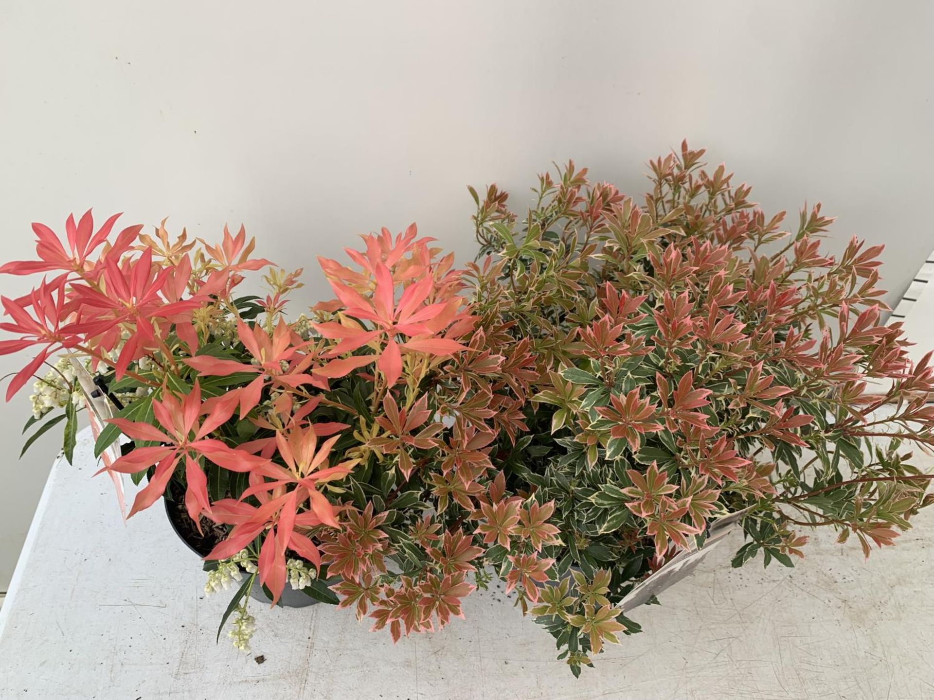 TWO PIERIS JAPONICA 'LITTLE HEATH' AND 'FOREST FLAME' IN 3 LTR POTS 50CM TALL PLUS VAT TO BE SOLD - Image 3 of 6