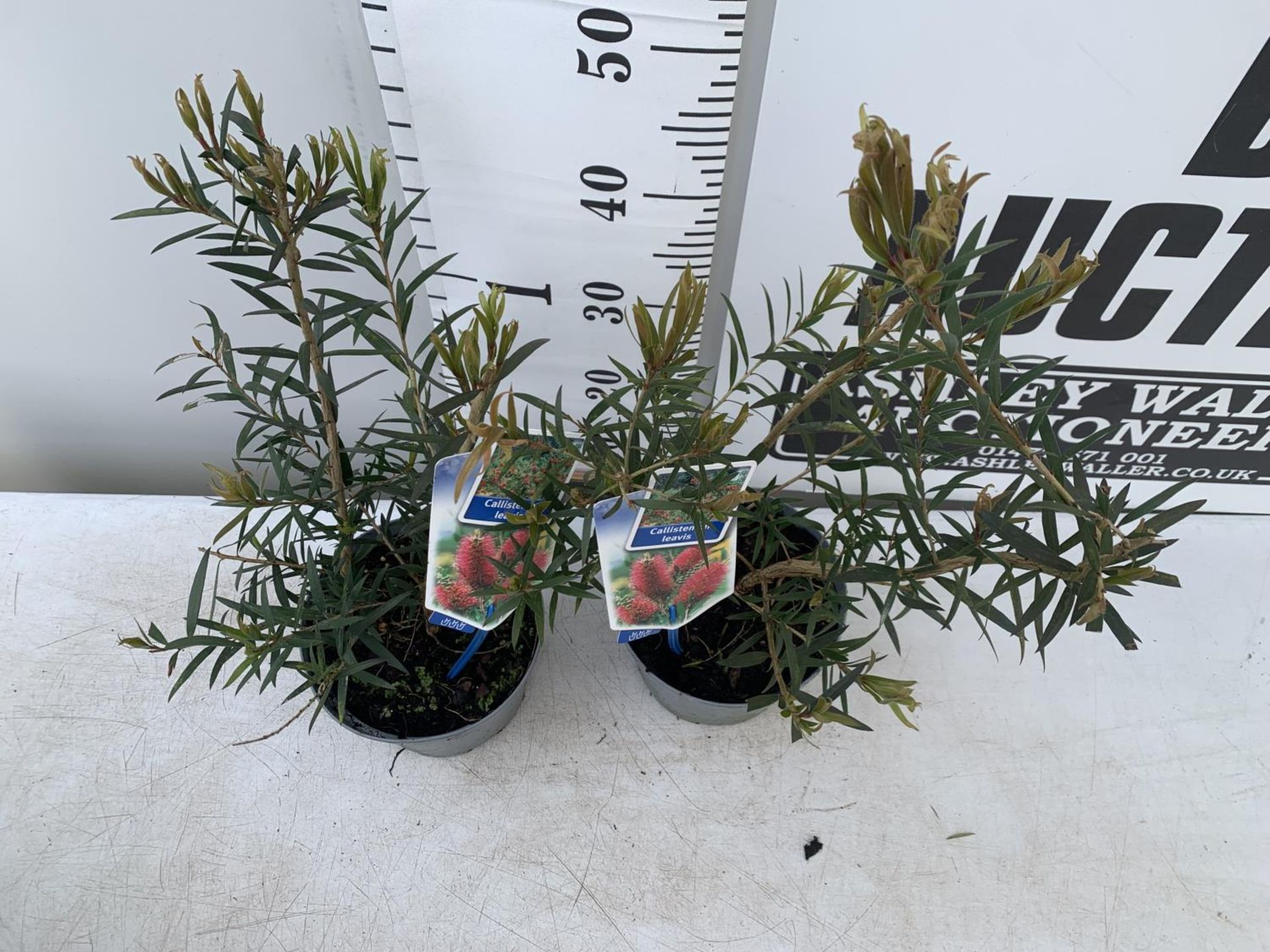 TWO CALLISTEMON LAEVIS IN 2 LTR POTS 50CM IN HEIGHT PLUS VAT TO BE SOLD FOR THE TWO - Bild 2 aus 5