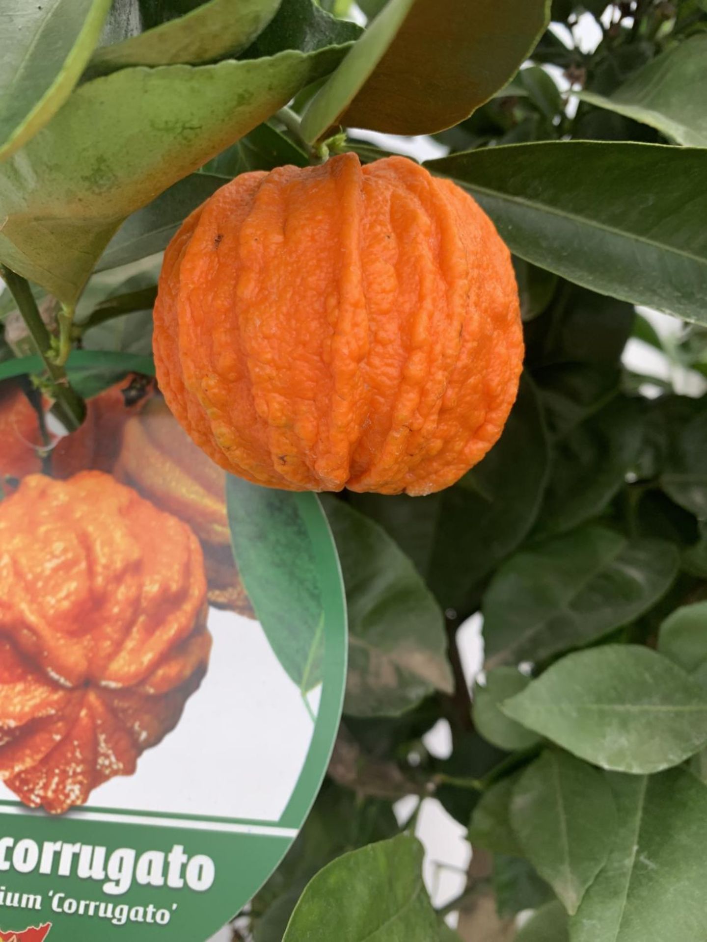 ONE ARANCIO CORRUGATO RARE CITRUS ORANGE FRUIT TREE WITH FRUIT APPROX 150CM IN HEIGHT IN A 25LTR POT - Image 3 of 9