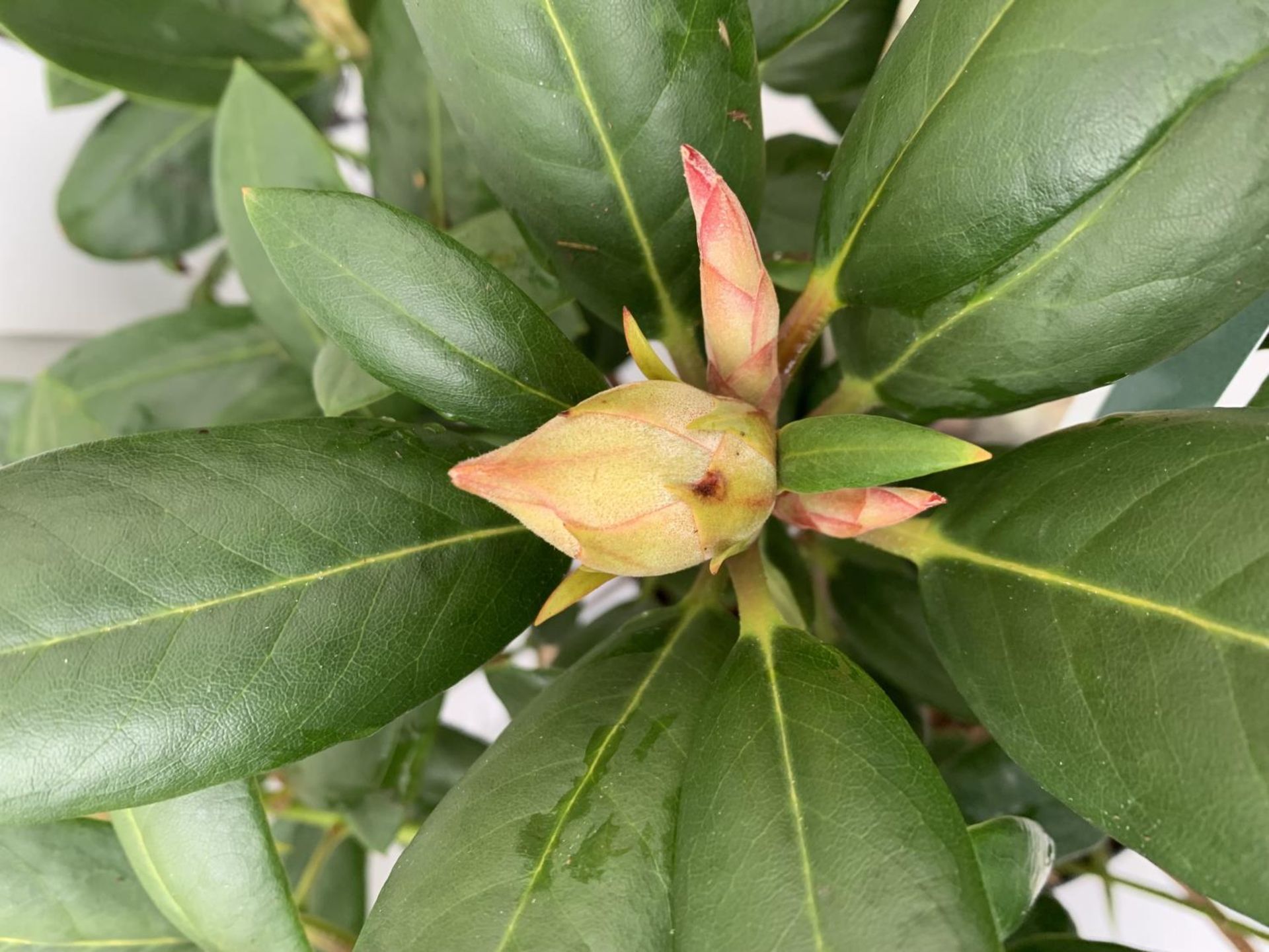 TWO RHODODENDRON PONTICUM VARIEGATUM AND VIRGINIA RICHARDS IN 5 LTR POTS 60CM TALL PLUS VAT TO BE - Image 3 of 6