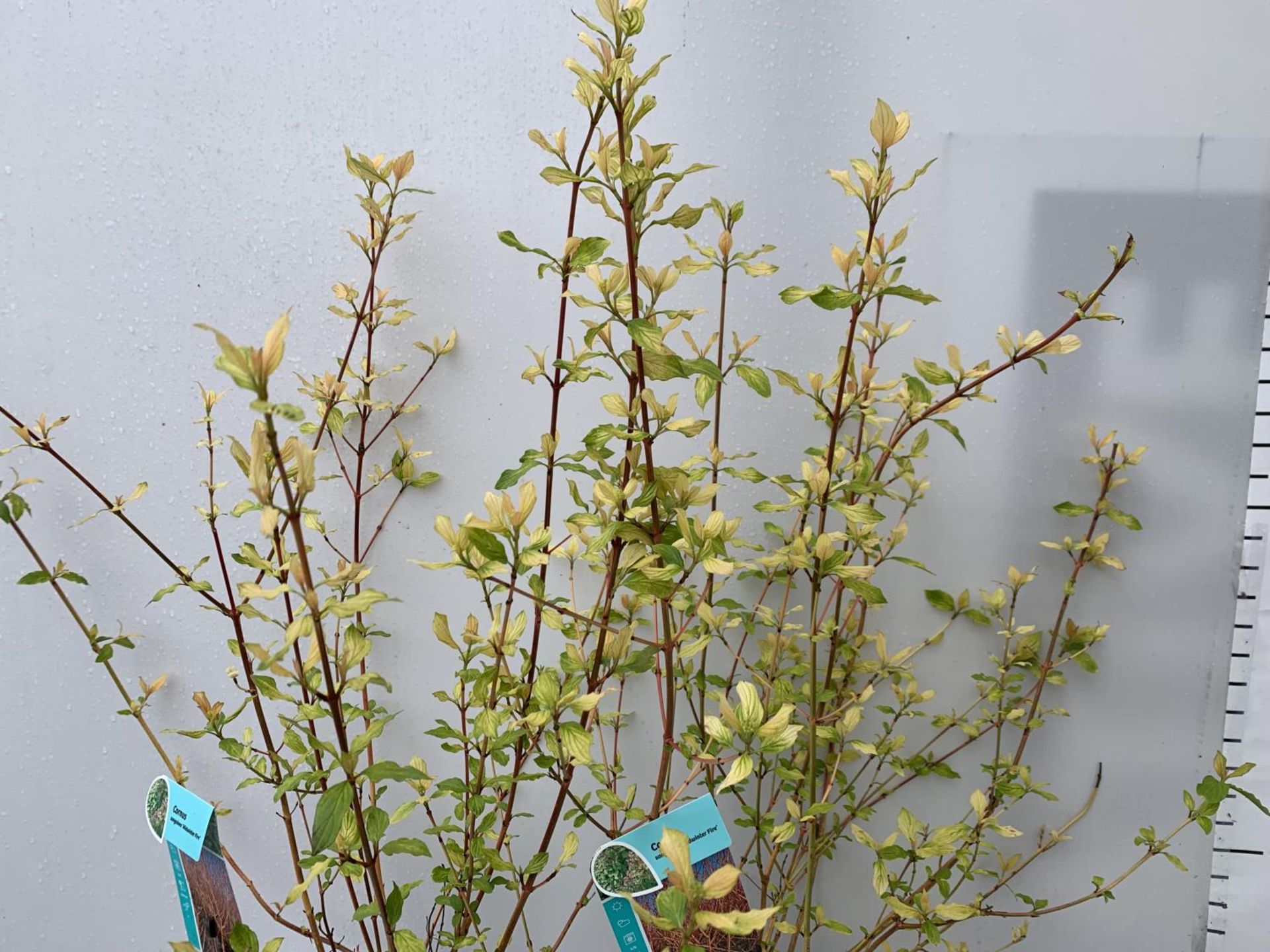 TWO CORNUS SANGUINEA 'MIDWINTER FIRE' IN 4 LTR POTS APPROX 90CM IN HEIGHT PLUS VAT TO BE SOLD FOR - Image 4 of 6