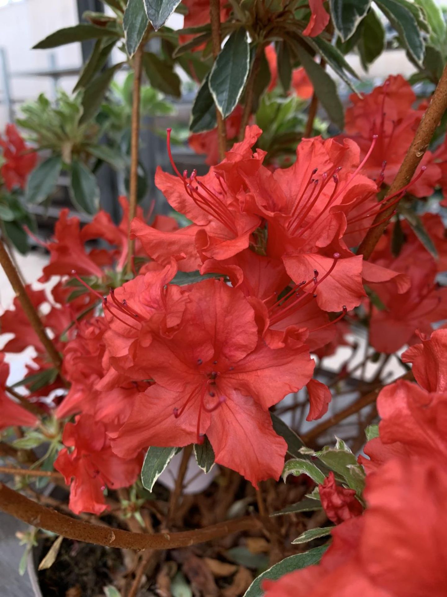 THREE AZALEA JAPONICA HOT SHOT VARIEGATA TO BE SOLD FOR THE THREE PLUS VAT - Image 3 of 4