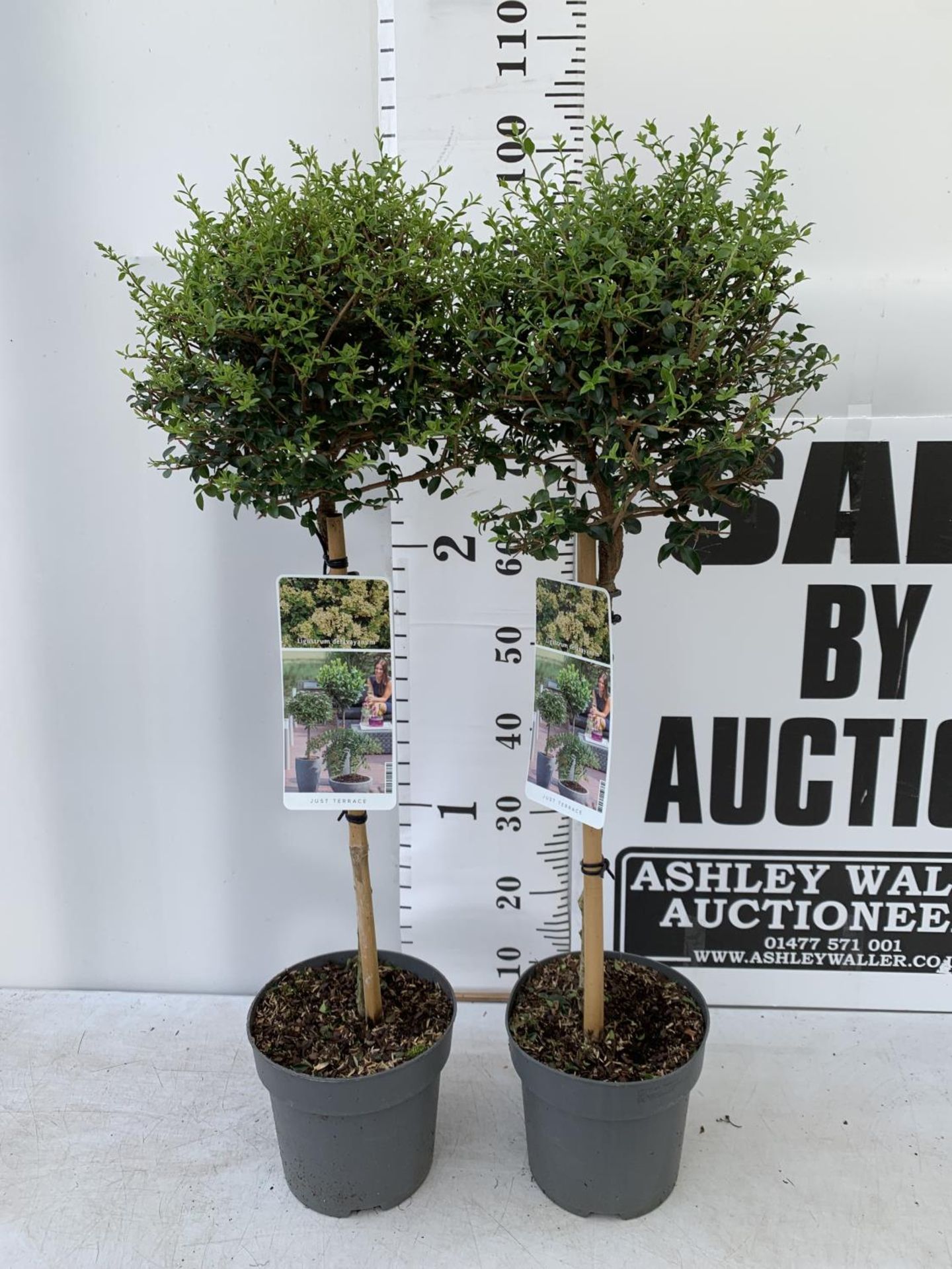 TWO LIGUSTRUM DELAVAYANUM STANDARD TREES APPROX 100CM IN HEIGHT IN 3LTR POTS PLUS VAT TO BE SOLD FOR