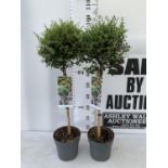 TWO LIGUSTRUM DELAVAYANUM STANDARD TREES APPROX 100CM IN HEIGHT IN 3LTR POTS PLUS VAT TO BE SOLD FOR