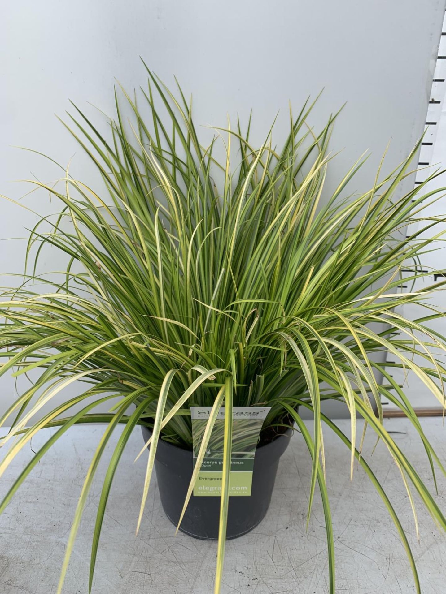 TWO HARDY ORNAMENTAL GRASSES CORUS GARAMINEUS 'OGON' AND CAREX BRUNNEA 'VARIEGATA' IN 3 LTR POTS - Image 4 of 8