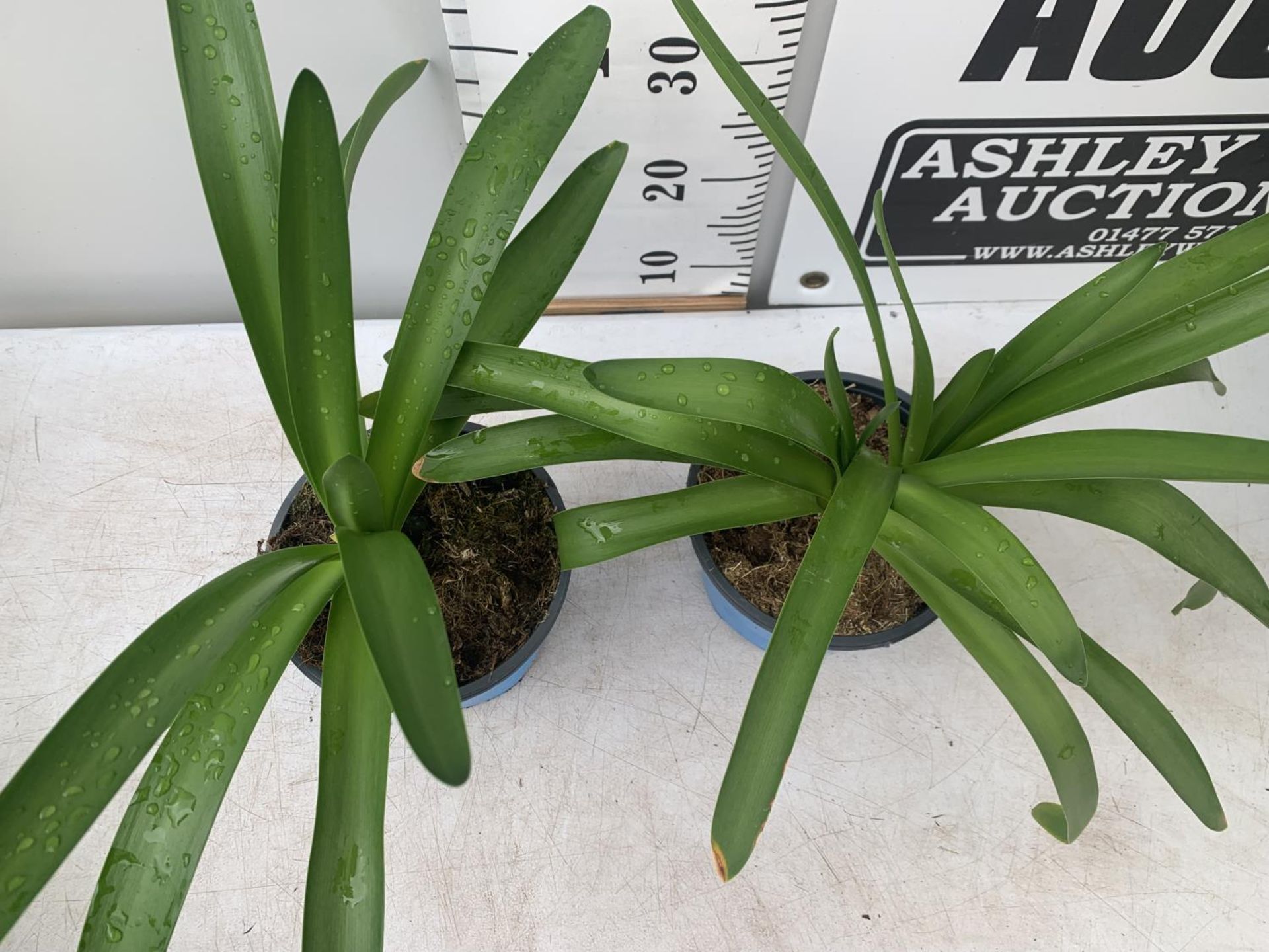 TWO AGAPANTHUS AFRICANUS IN 2 LTR POTS APPROX 50CM IN HEIGHT PLUS VAT TO BE SOLD FOR THE TWO - Image 2 of 4