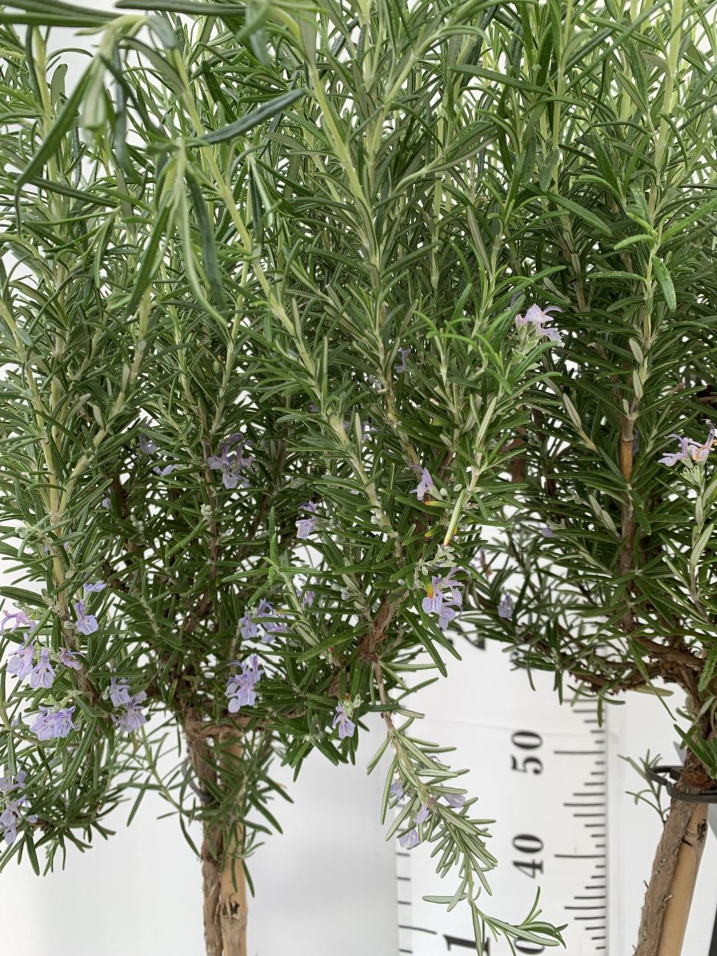 TWO ROSEMARY OFFICINALIS STANDARD TREES APPROX 120CM IN HEIGHT IN 3LTR POTS NO VAT TO BE SOLD FOR - Image 3 of 4