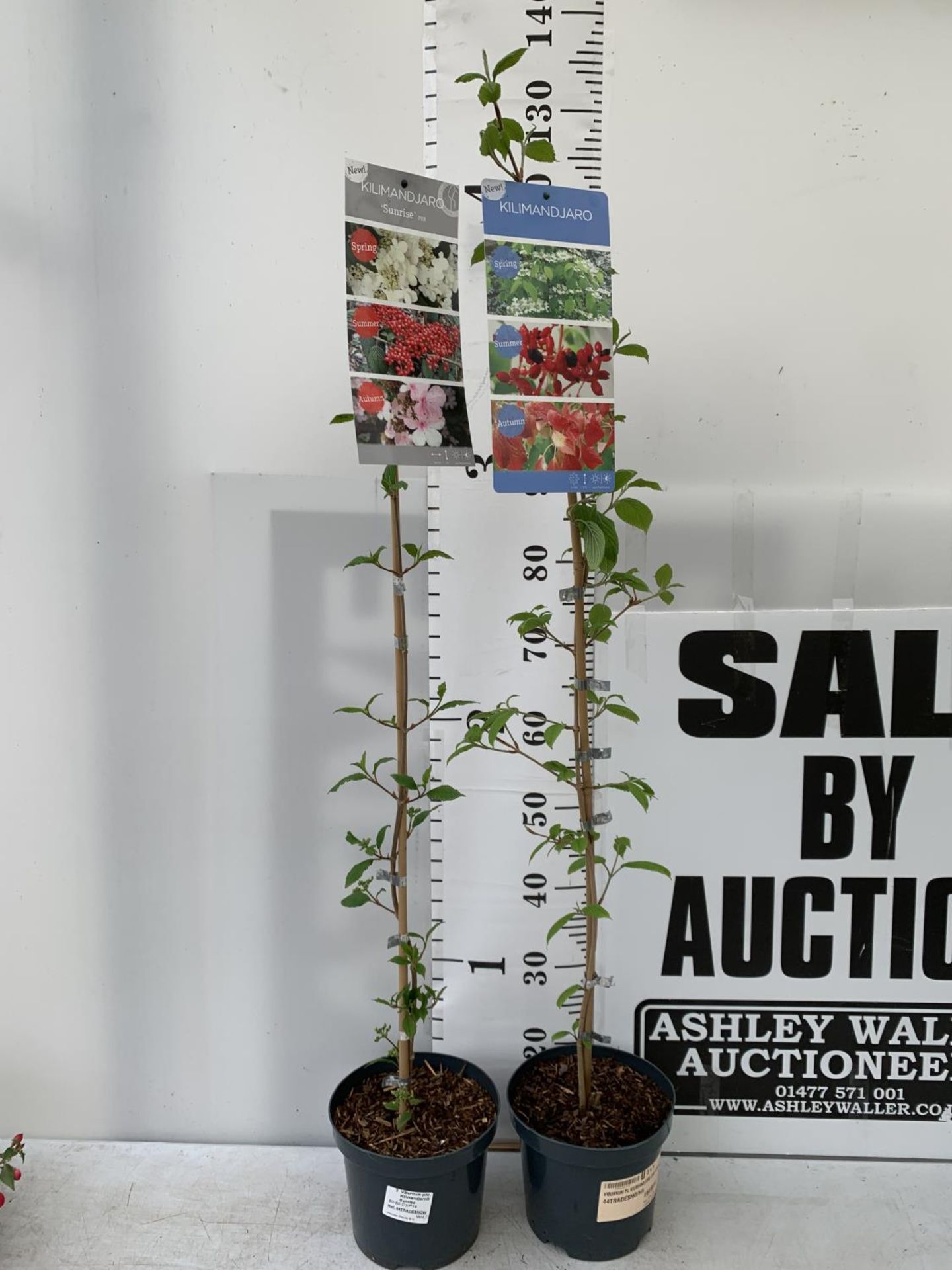 TWO VIBURNUM PLICATUM 'KILIMANDJARO' APPROX 120CM IN HEIGHT IN 3 LTR POTS PLUS VAT TO BE SOLD FOR