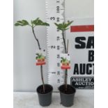 TWO FIG FICUS CARICA IN 2 LTR POTS APPROX 90CM IN HEIGHT NO VAT TO BE SOLD FOR THE TWO