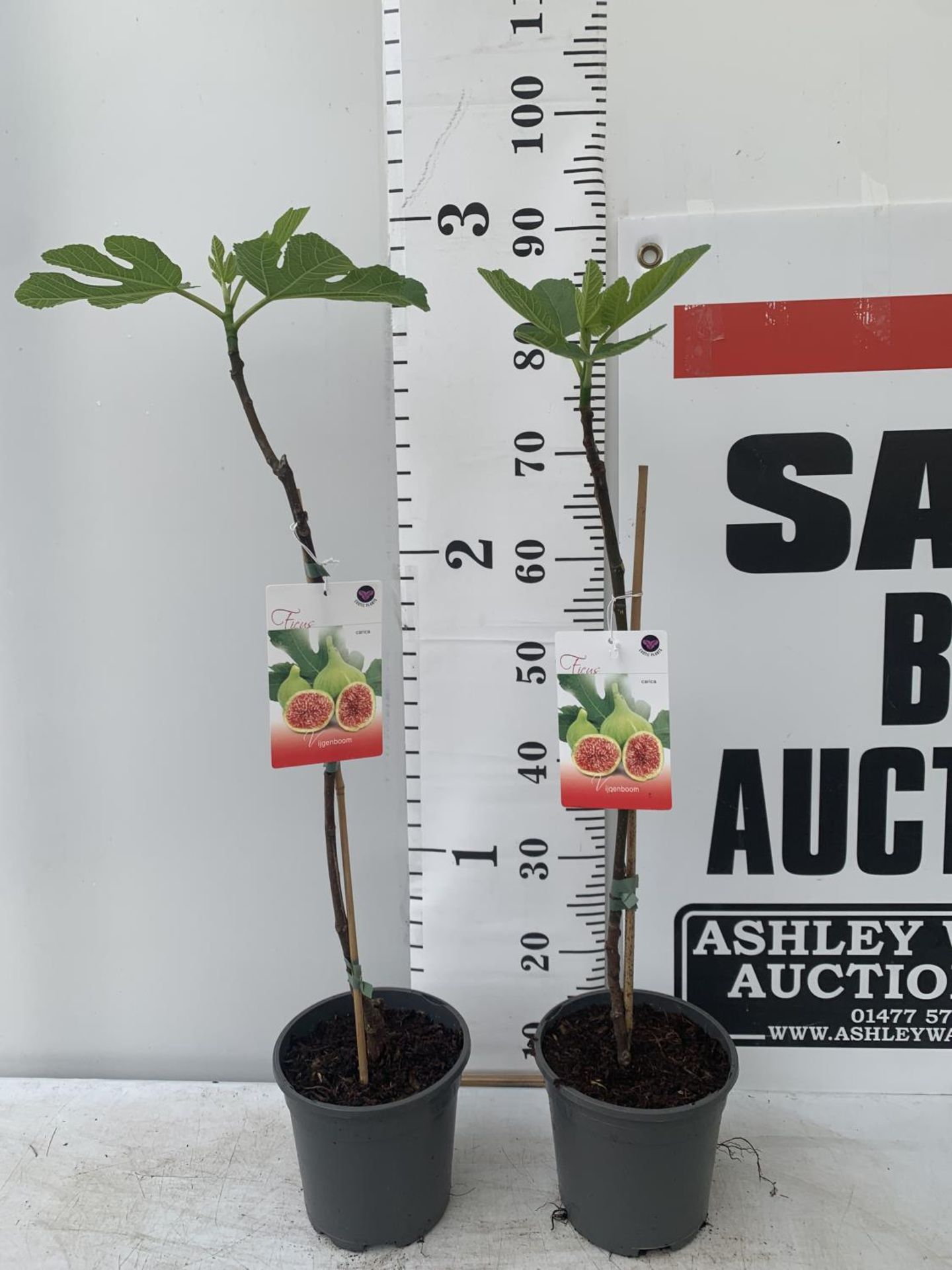 TWO FIG FICUS CARICA IN 2 LTR POTS APPROX 90CM IN HEIGHT NO VAT TO BE SOLD FOR THE TWO