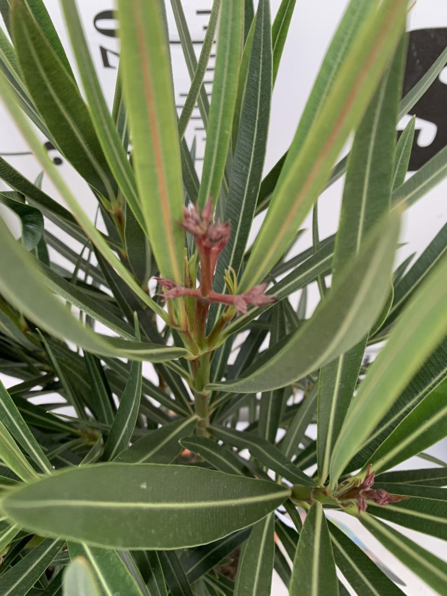 TWO OLEANDER STANDARD NERIUMS RED 'PAPA GAMBETTA' AND 'JANNOCH' IN 4 LTR POTS APPROX 90CM IN - Image 7 of 8