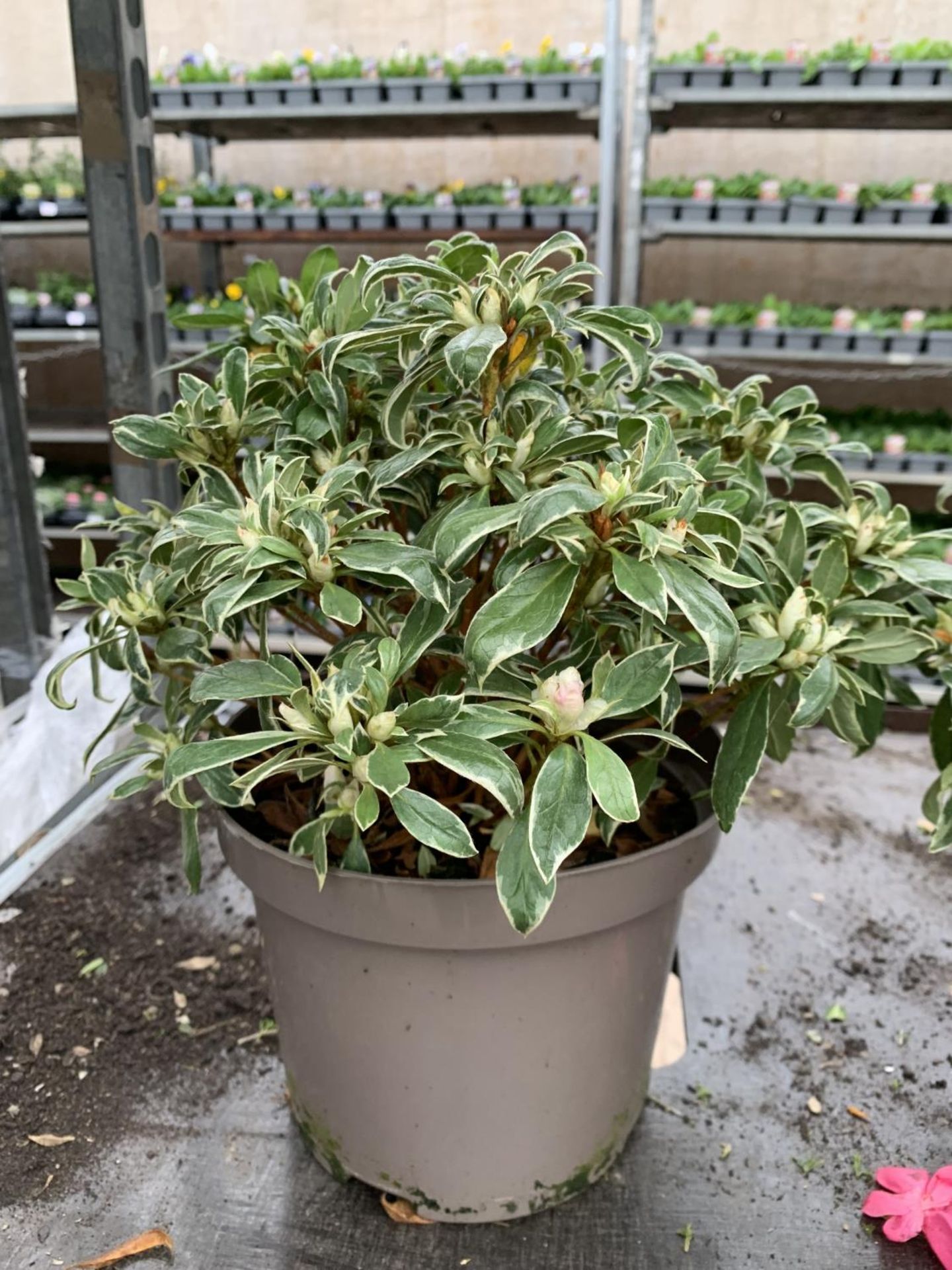 THREE AZALEA JAPONICA SILVER QUEEN VARIEGATA TO BE SOLD FOR THE THREE PLUS VAT - Image 3 of 5