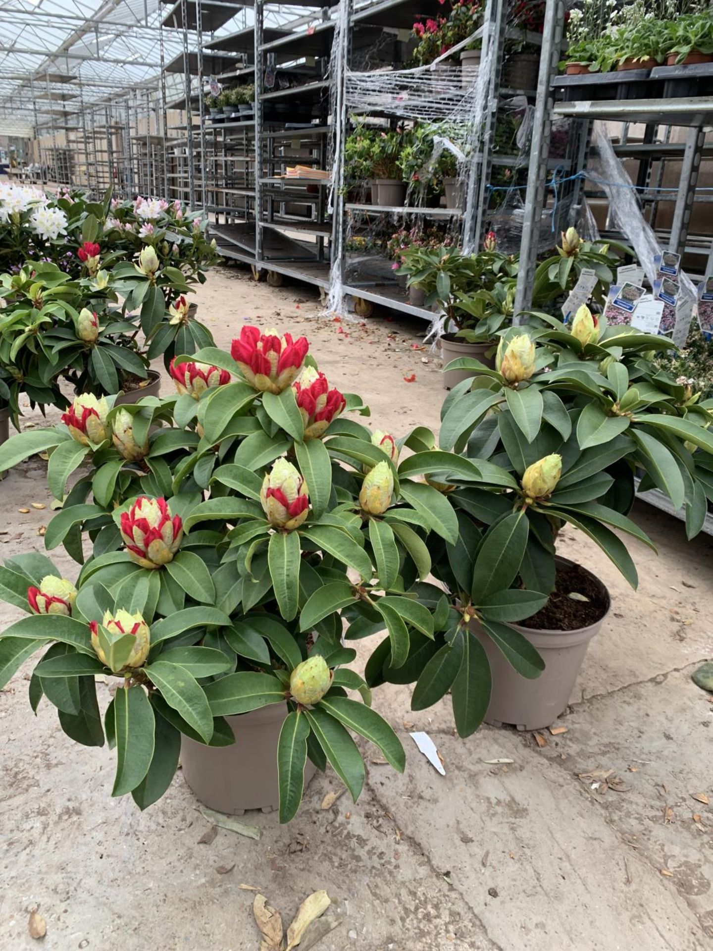 TWO RHODODENDRON XXL PINK/WHITE IN 7.5 LTR POTS HEIGHT 60-70CM TO BE SOLD FOR THE TWO PLUS VAT