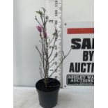 ONE MAGNOLIA 'SUSAN' DARK PINK IN A 7 LTR POT APPROX ONE METRE IN HEIGHT PLUS VAT