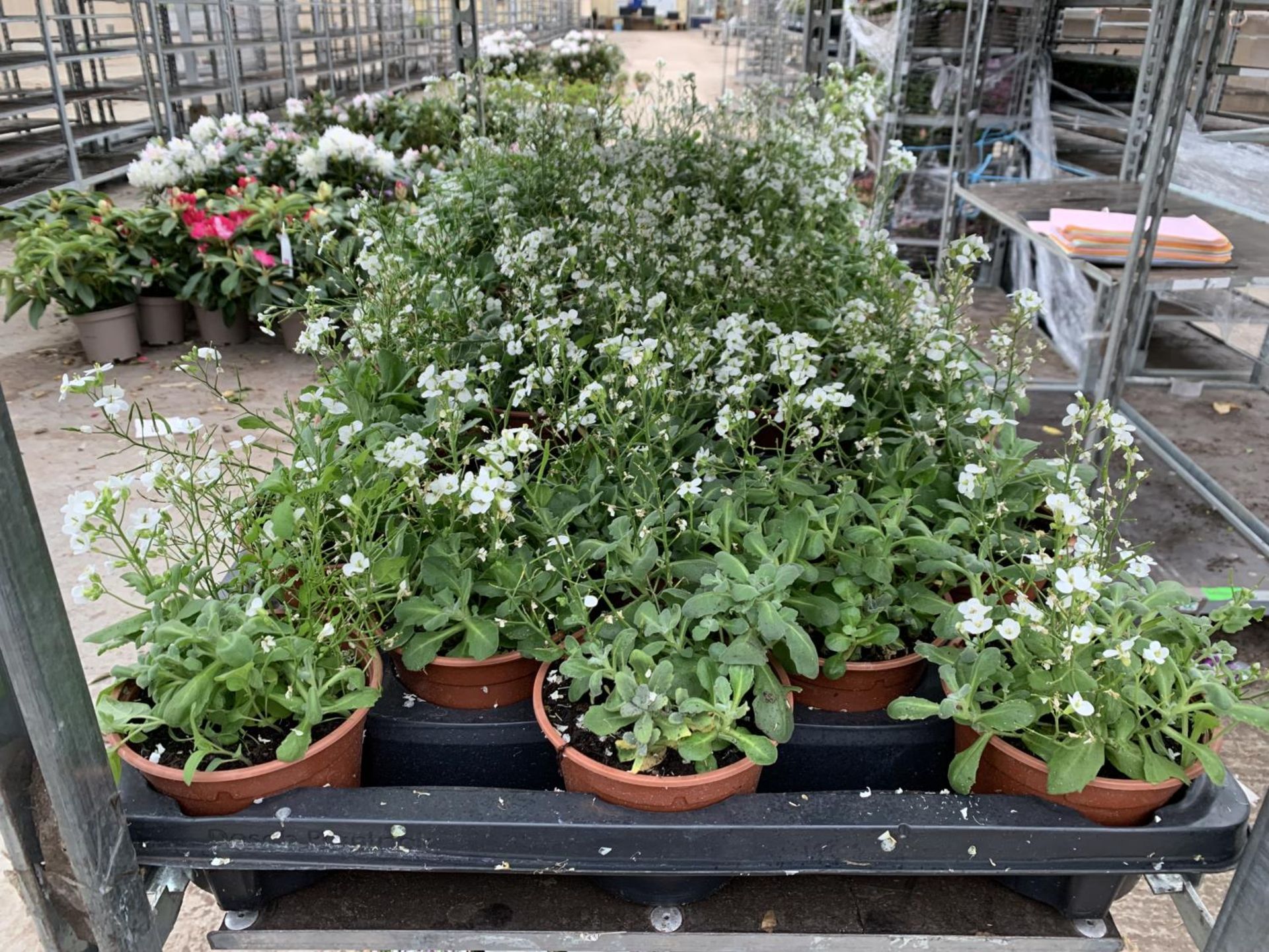 SIXTEEN POTS OF WHITE ARABIS TO BE SOLD FOR SIXTEEN PLUS VAT - Image 2 of 3