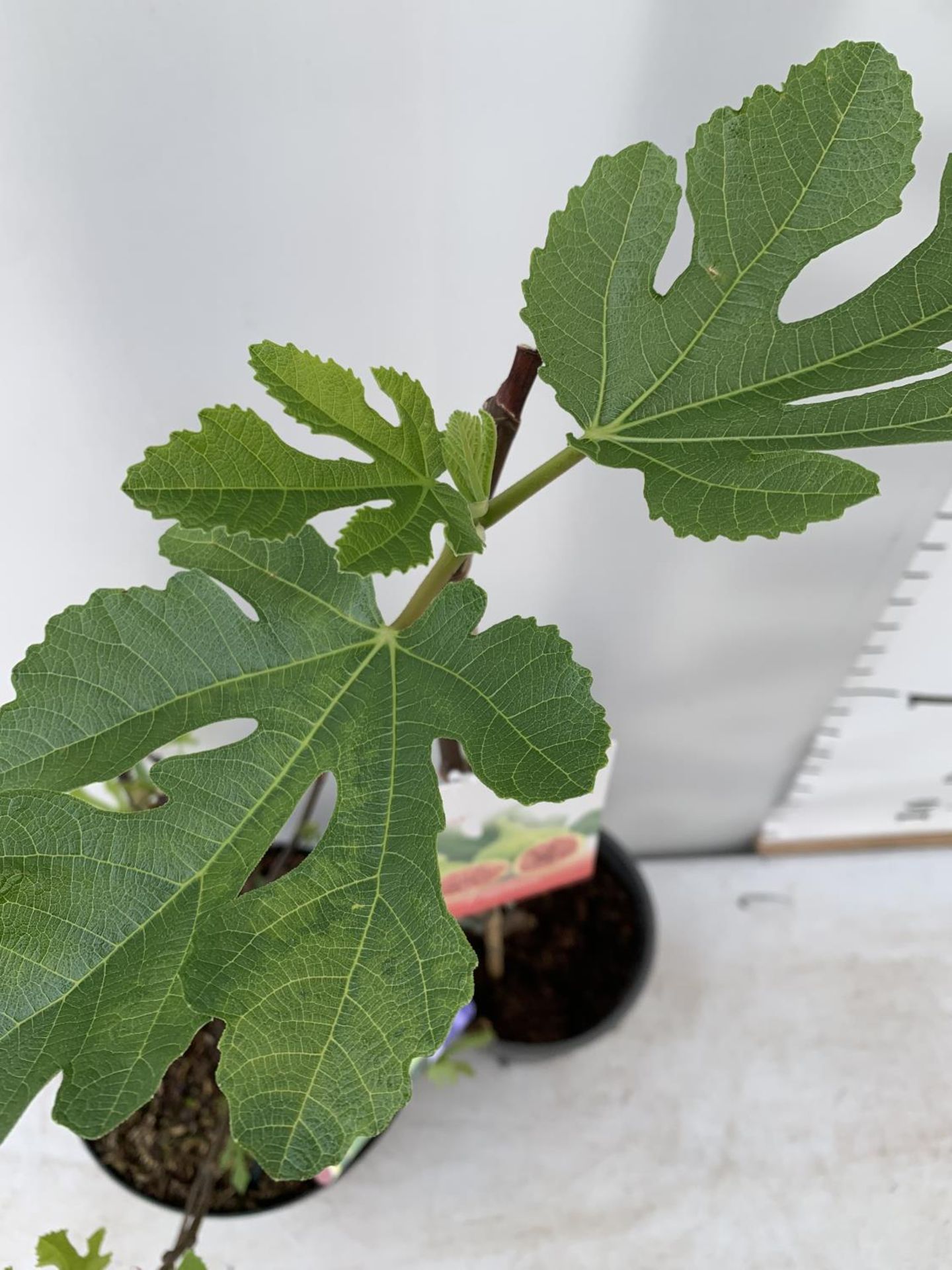 TWO FIGS ONE LITTLE MISS FIGGY IN A 5LTR POT APPROX 35CM IN HEIGHT AND FICUS CARICA IN A 2 LTR POT - Image 3 of 6