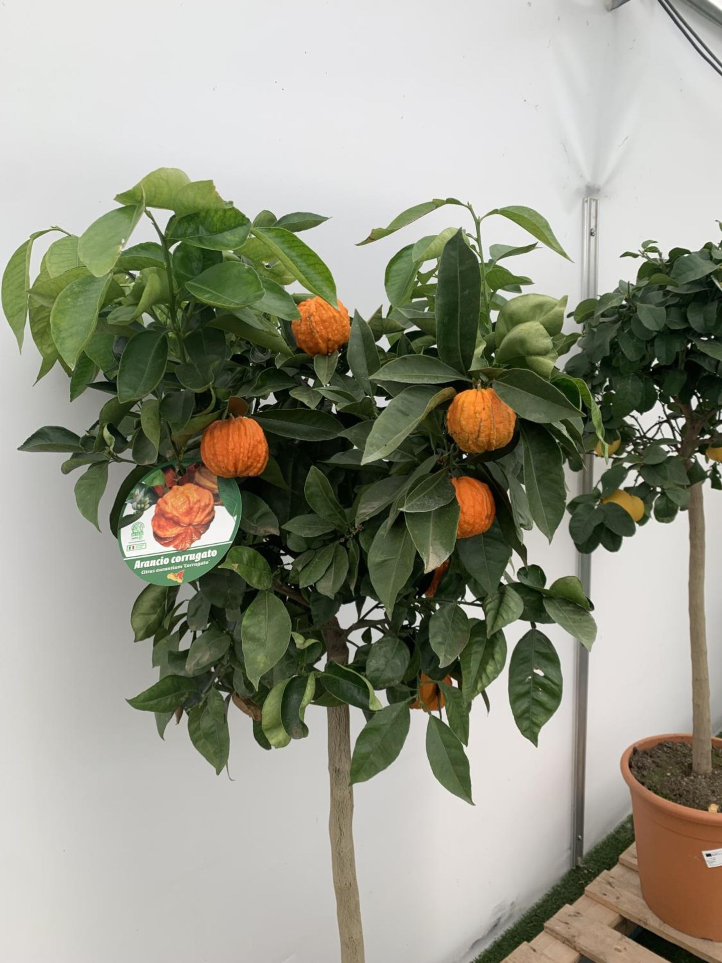 ONE ARANCIO CORRUGATO RARE CITRUS ORANGE FRUIT TREE WITH FRUIT APPROX 150CM IN HEIGHT IN A 25LTR POT - Image 5 of 9