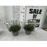 TWO RHODANTHEMUM IN TWO LTR POTS TO BE SOLD FOR THE TWO PLUS VAT