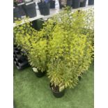 SIX EUPHORBIA ASCOT RAINBOW 80CM TALL TO BE SOLD FOR THE SIX PLUS VAT
