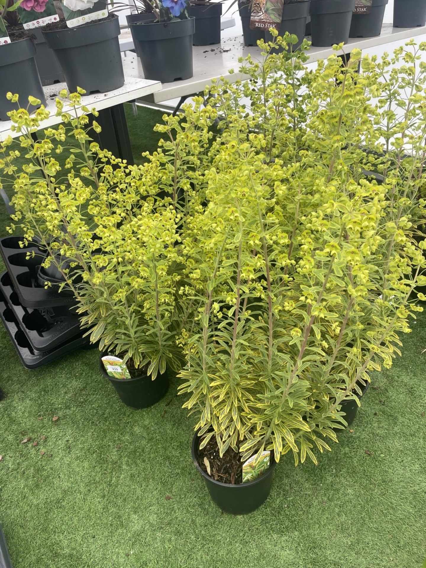 SIX EUPHORBIA ASCOT RAINBOW 80CM TALL TO BE SOLD FOR THE SIX PLUS VAT