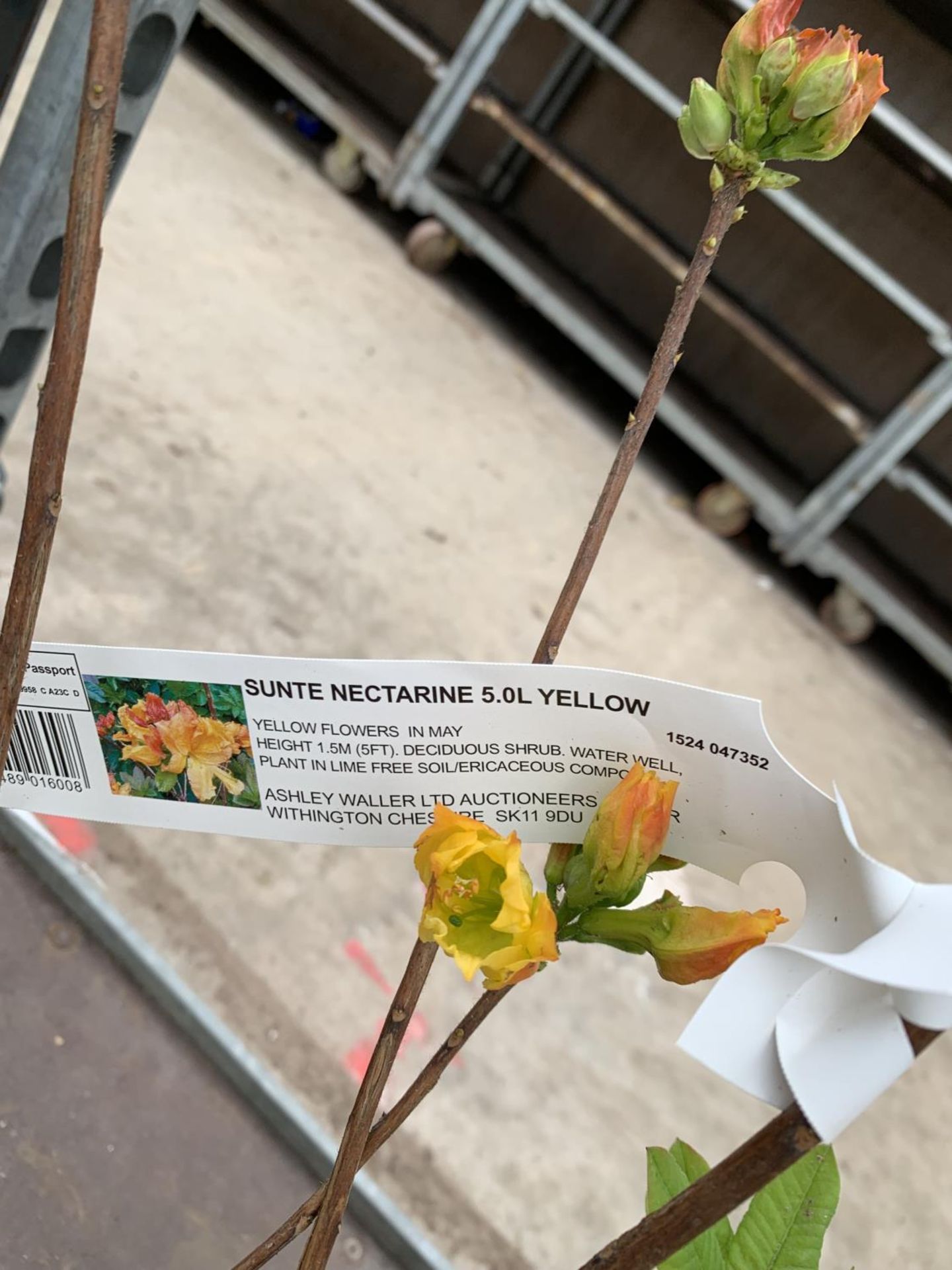 THREE AZALEA SUNTE NECTARINE YELLOW IN 5 LTR POTS HEIGHT 60CM TO BE SOLD FOR THE THREE PLUS VAT - Image 5 of 6