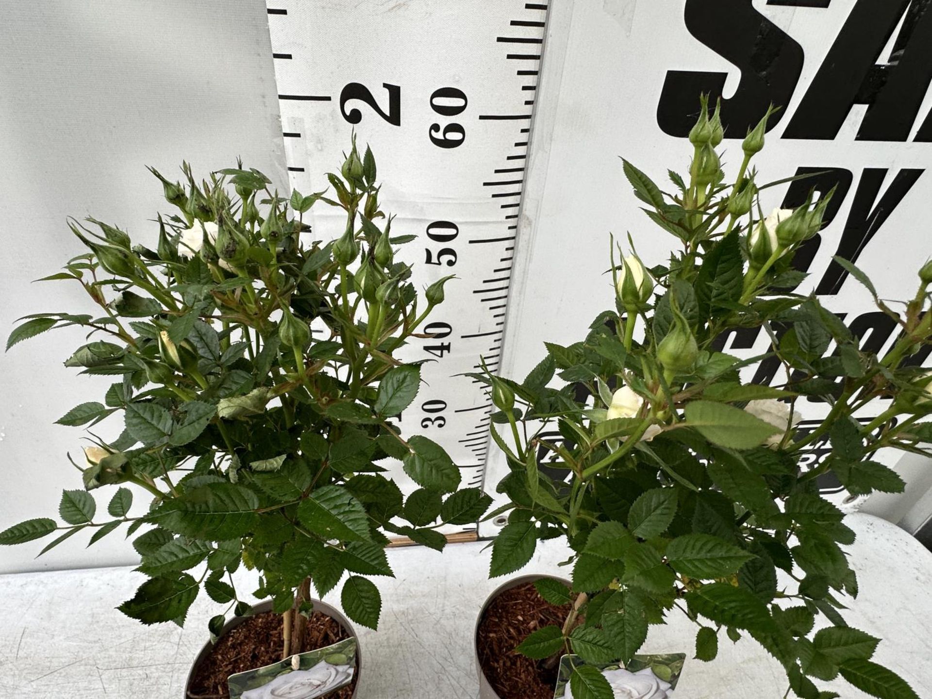 A PAIR STANDARD ROSES ROSA ROYAL WHITE IN C-2 POTS HEIGHT 70CM TO BE SOLD FOR THE PAIR PLUS VAT - Image 2 of 4