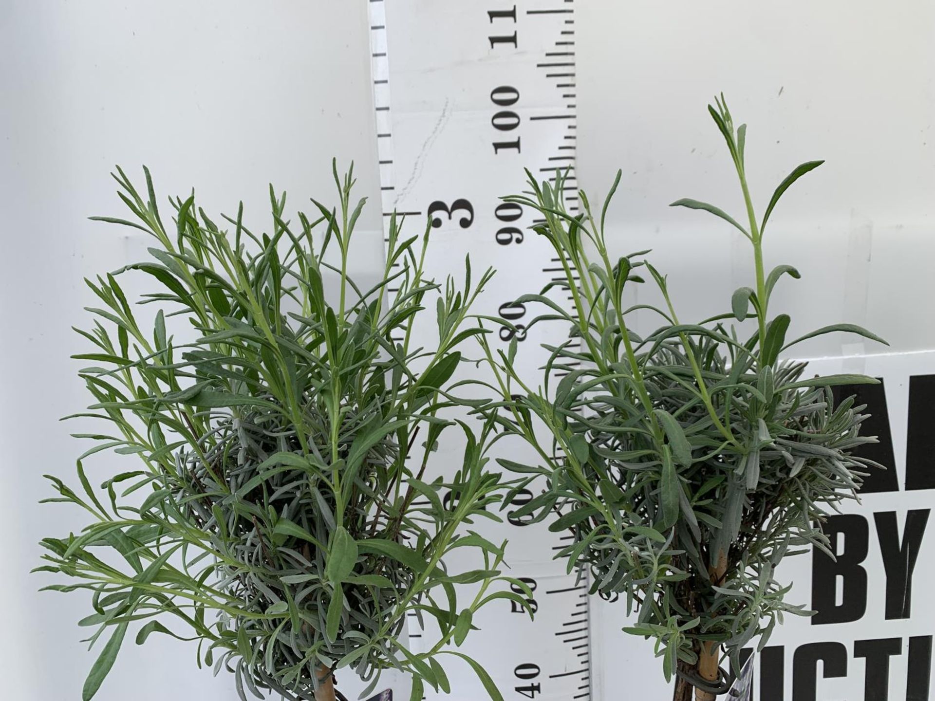 TWO LAVENDER 'AUSUGTFOLIA' STANDARD TREES APPROX 90CM IN HEIGHT IN 3LTR POTS PLUS VAT TO BE SOLD FOR - Image 2 of 4
