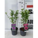 TWO HIBISCUS SYRIACUS PINK 'DUC DE BRABANT' AND 'ARDENS' LIGHT PURPLE APPROX 70CM IN HEIGHT IN 3 LTR