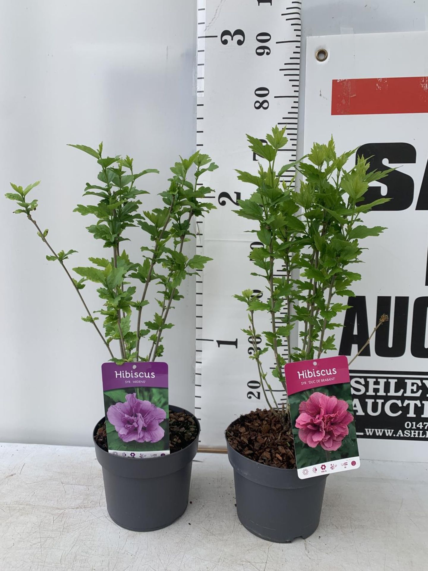 TWO HIBISCUS SYRIACUS PINK 'DUC DE BRABANT' AND 'ARDENS' LIGHT PURPLE APPROX 70CM IN HEIGHT IN 3 LTR